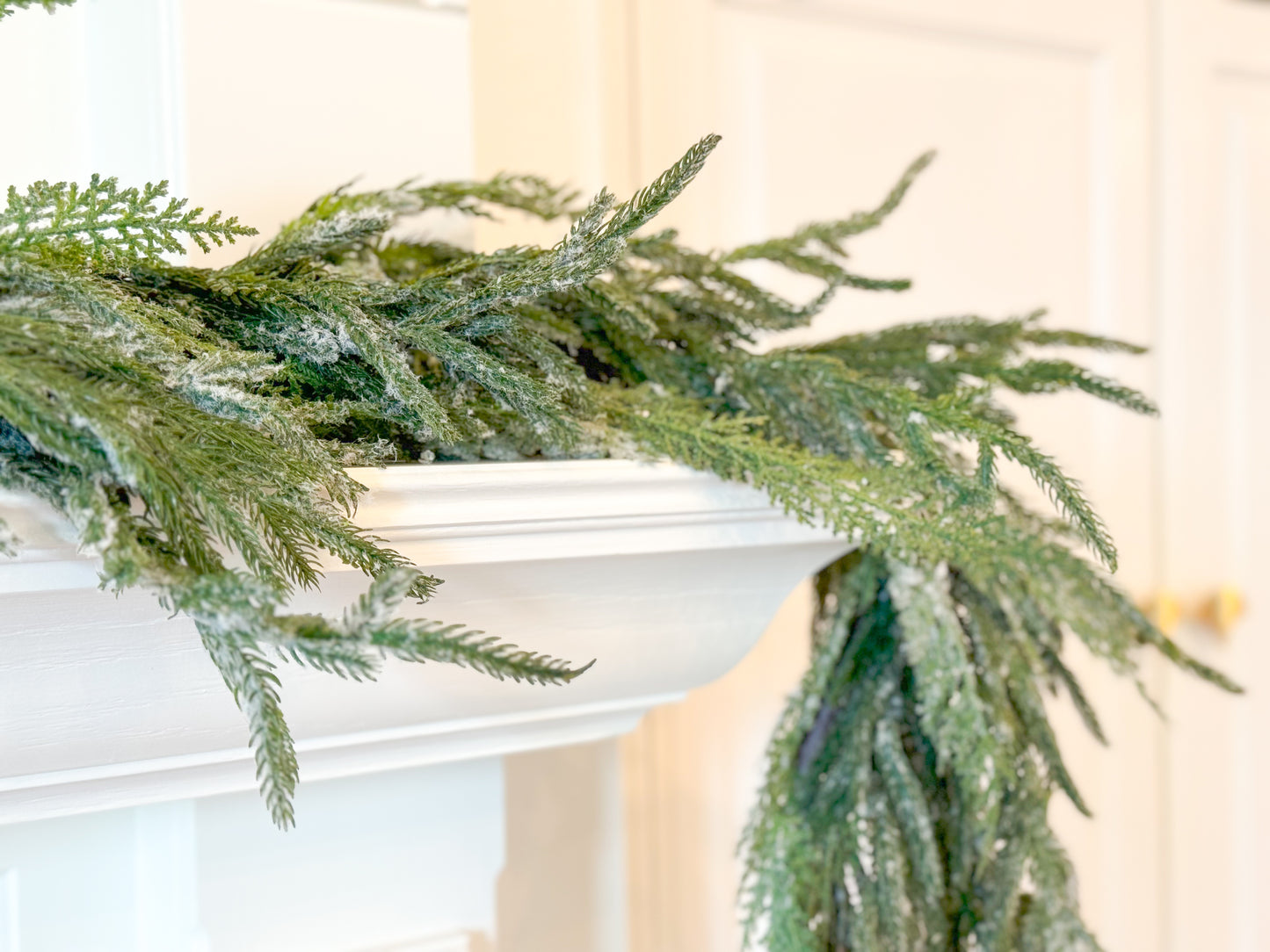 Norfolk Pine W/Snow