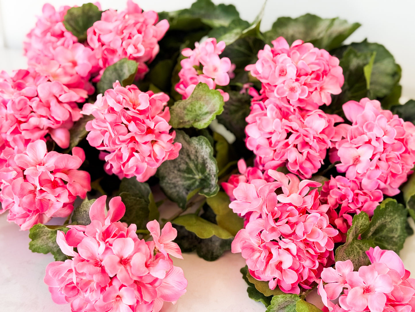UV Geranium Plant