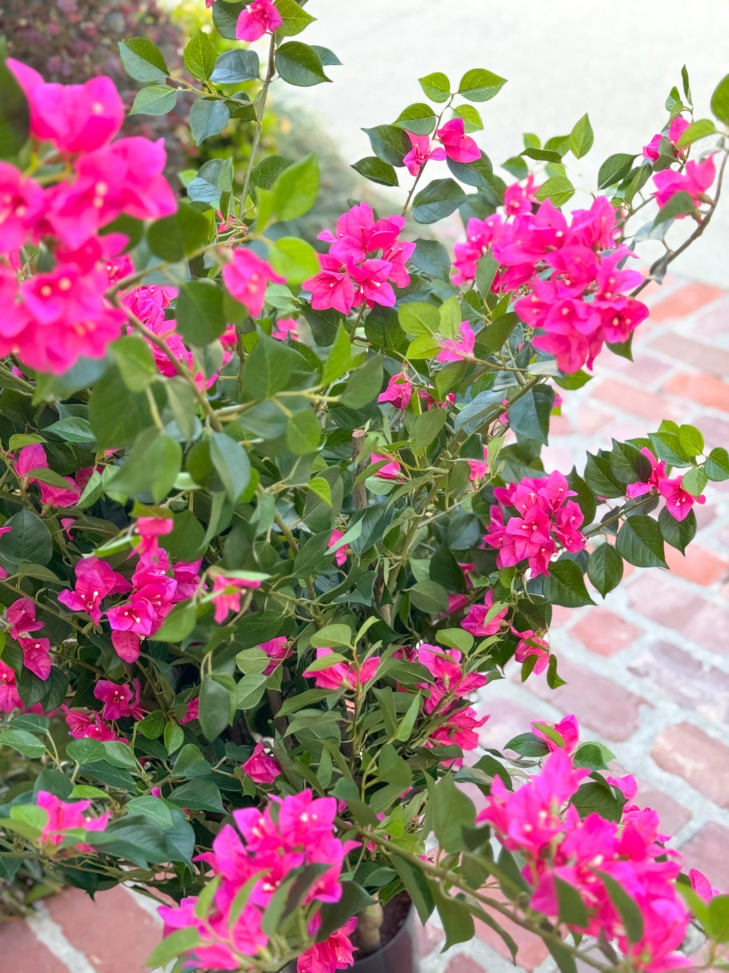 39" Bougainvillea Plant in Pot