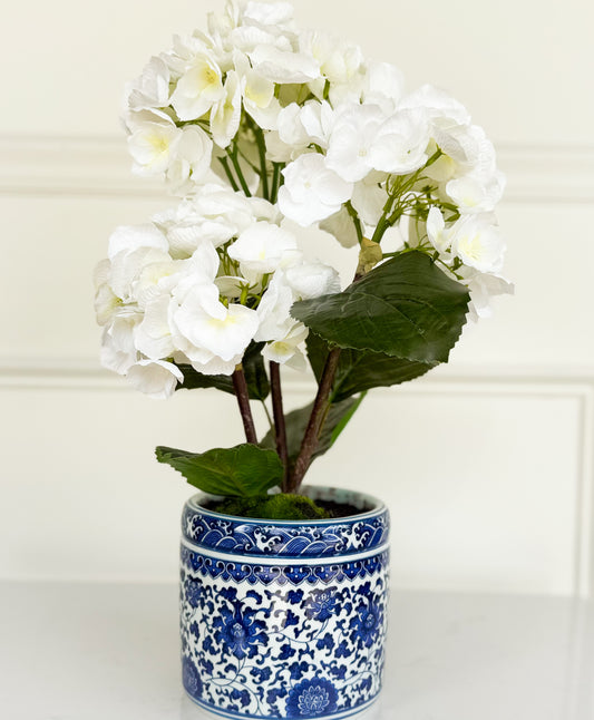 Hydrangea Plant In Ceramic Planter