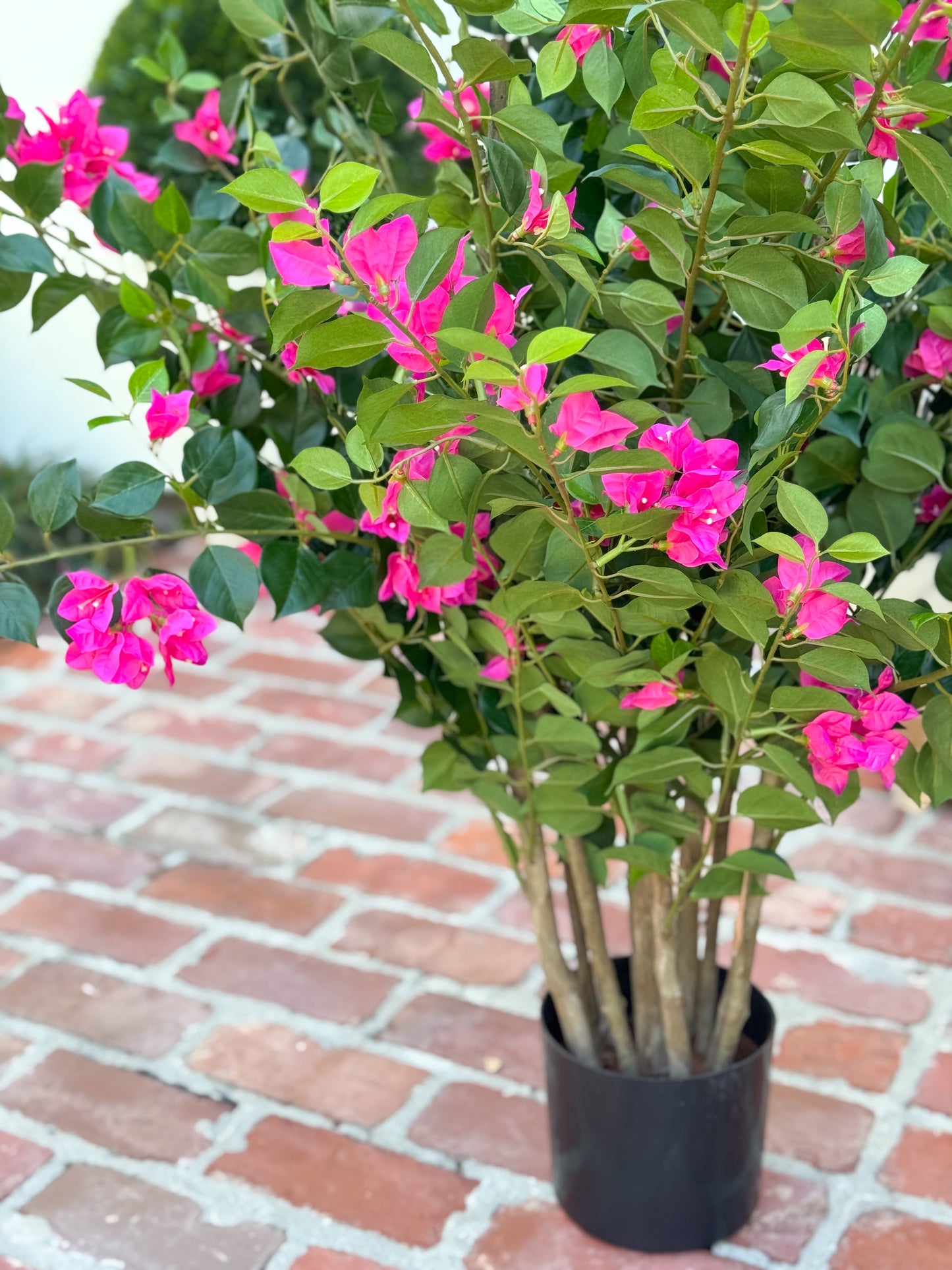 39" Bougainvillea Plant in Pot