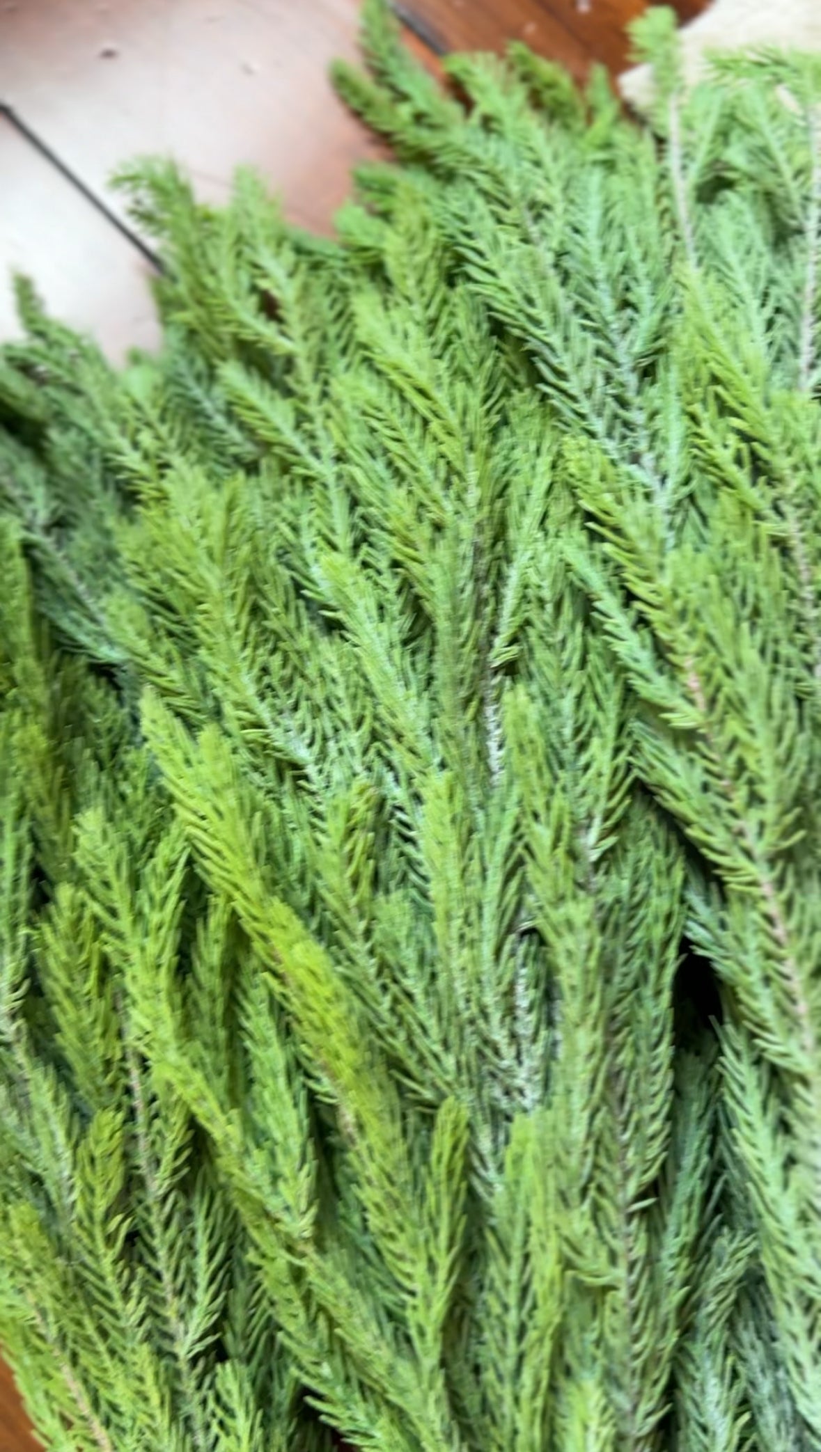 Spruce Spray Bundle