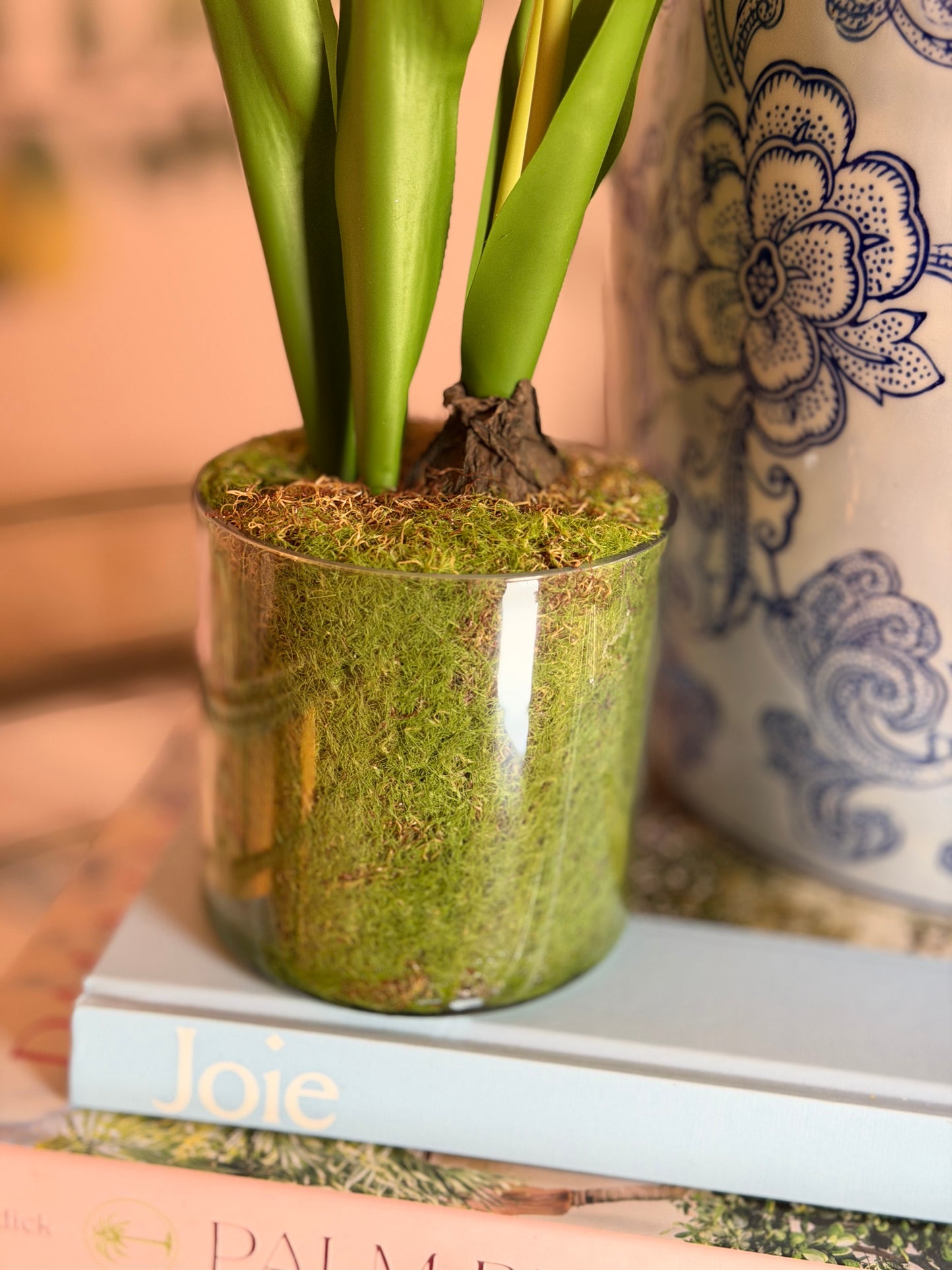 Tulip in plastic pot 15”