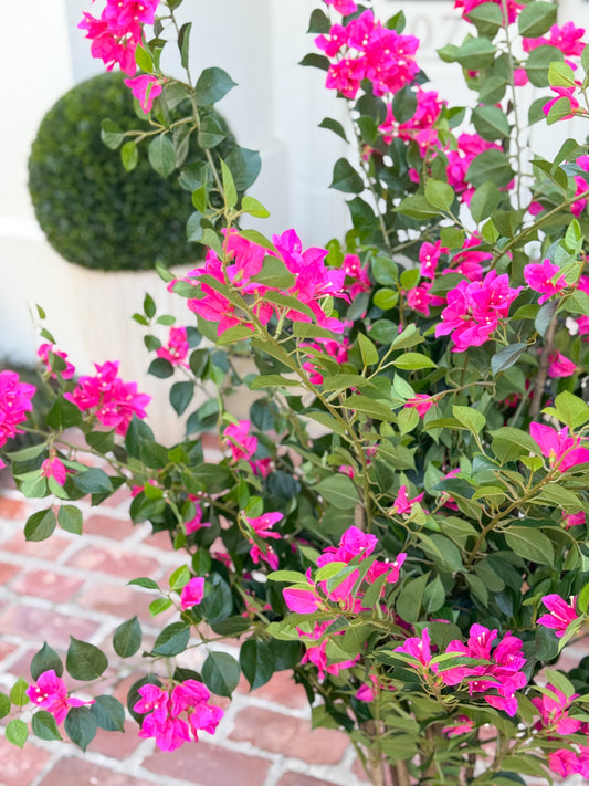 39" Bougainvillea Plant in Pot
