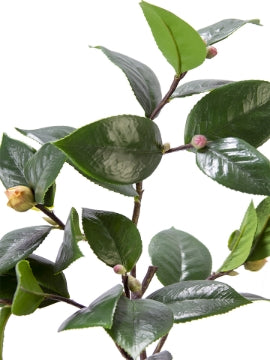 Blanc Box Camellia Leaf Branch Green