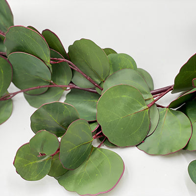 5’ Silver Dollar Eucalyptus Garland