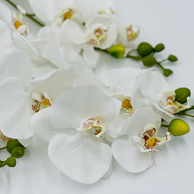 34” White Orchids