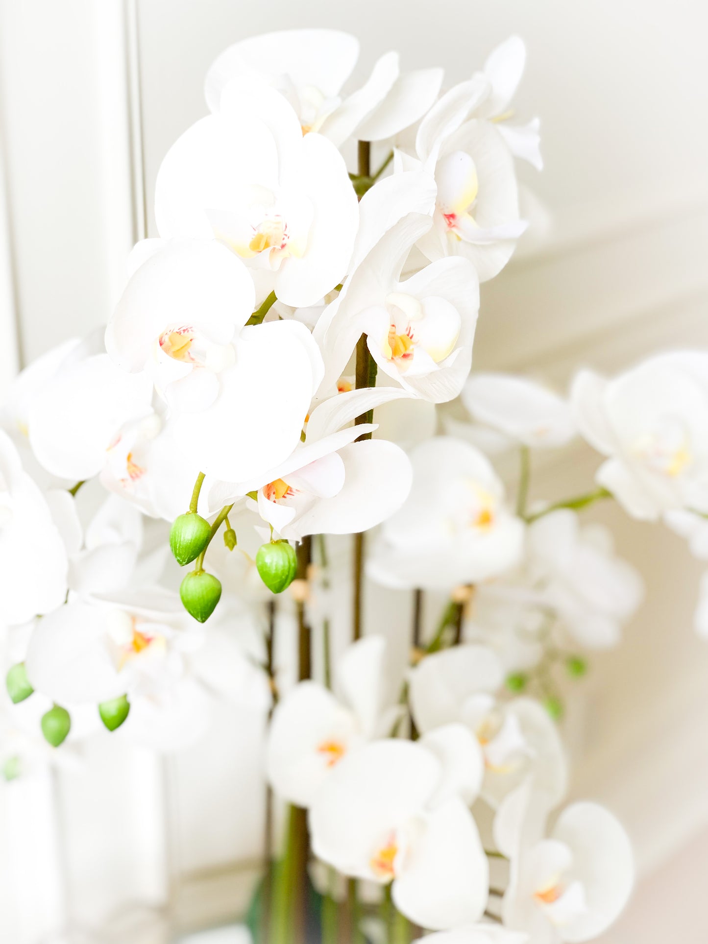 Large White Orchid Plant in Cement Pot