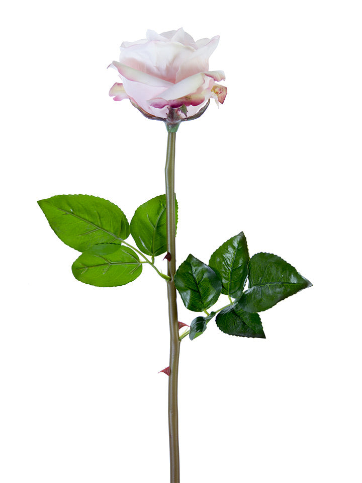 Fresh Touch Light Pink Open Rose