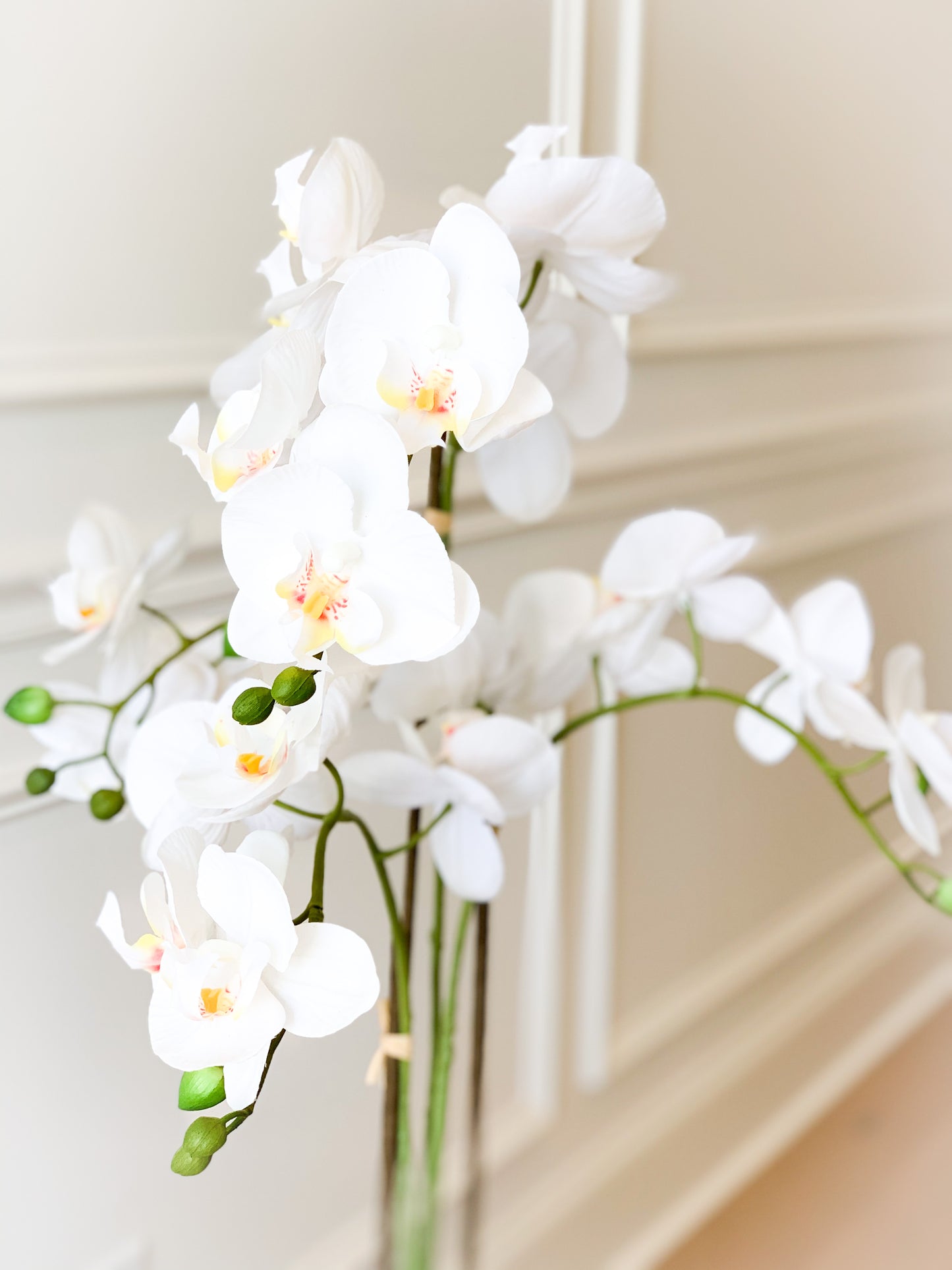 Orchid Plant in Cement Pot