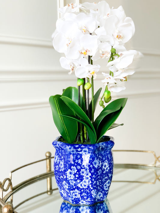 White Orchid Bundle in Chinoiserie Pot