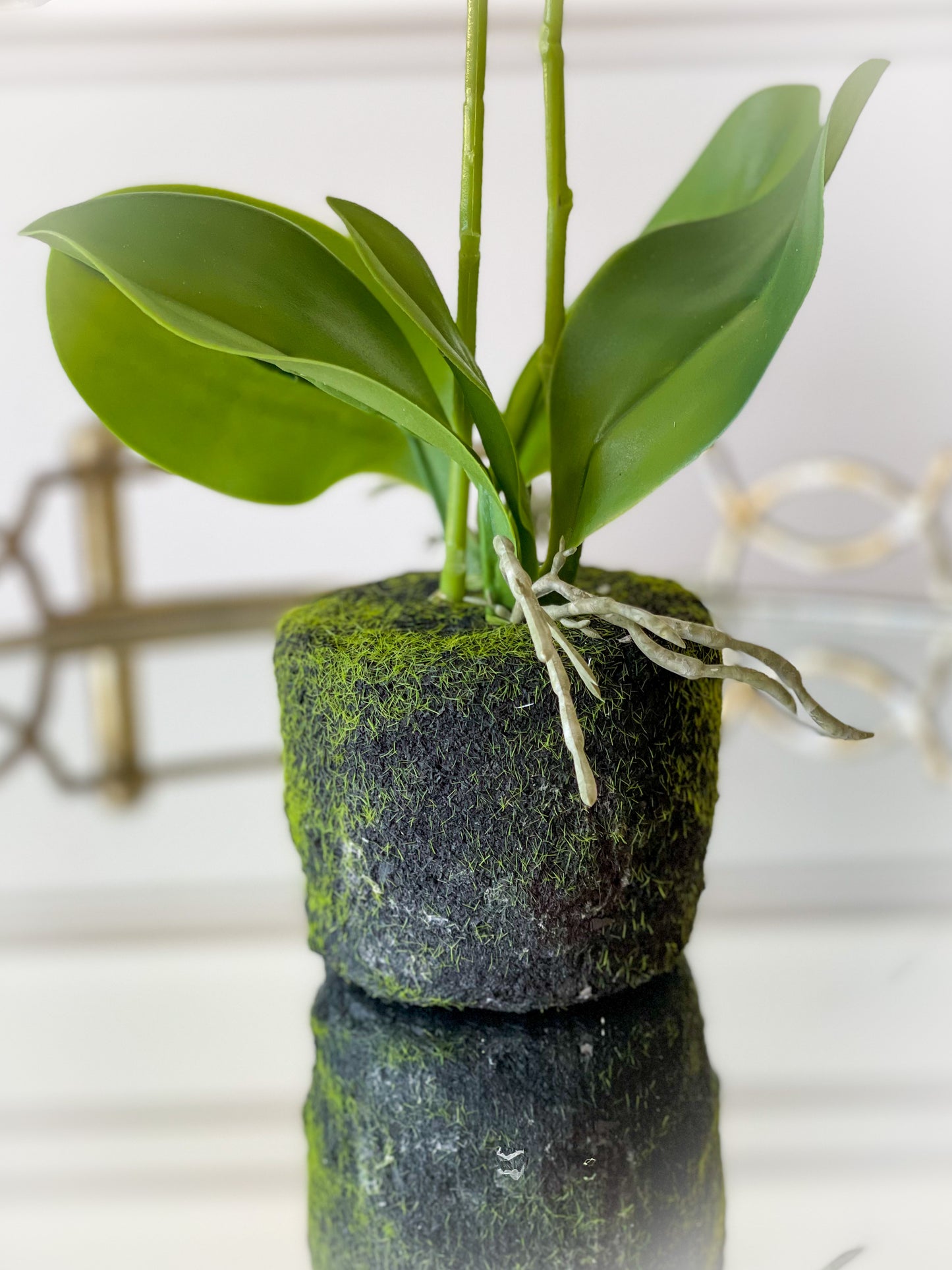 White Butterfly Orchid Plant