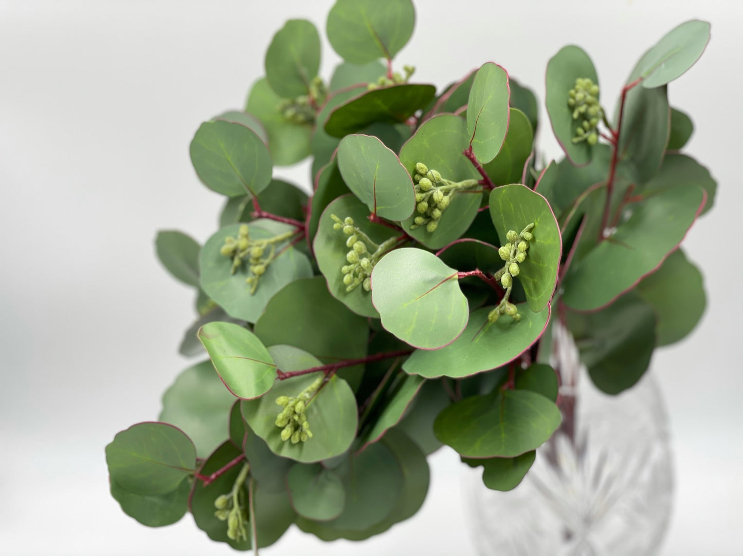 15” Silver Dollar Eucalyptus Bundle