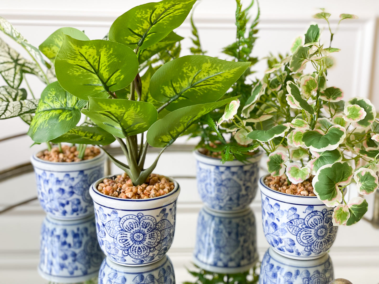 Caladium/Clover House Plant Set