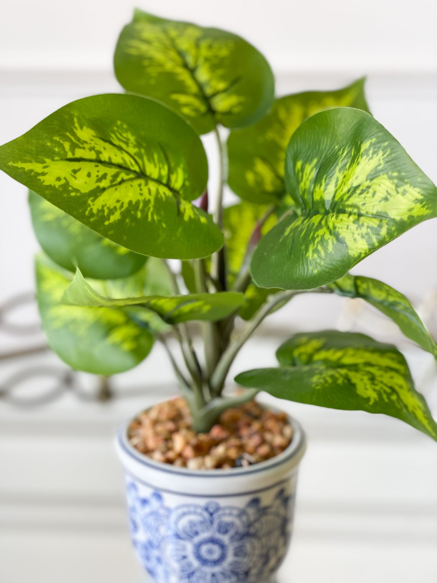 Caladium/Clover House Plant Set