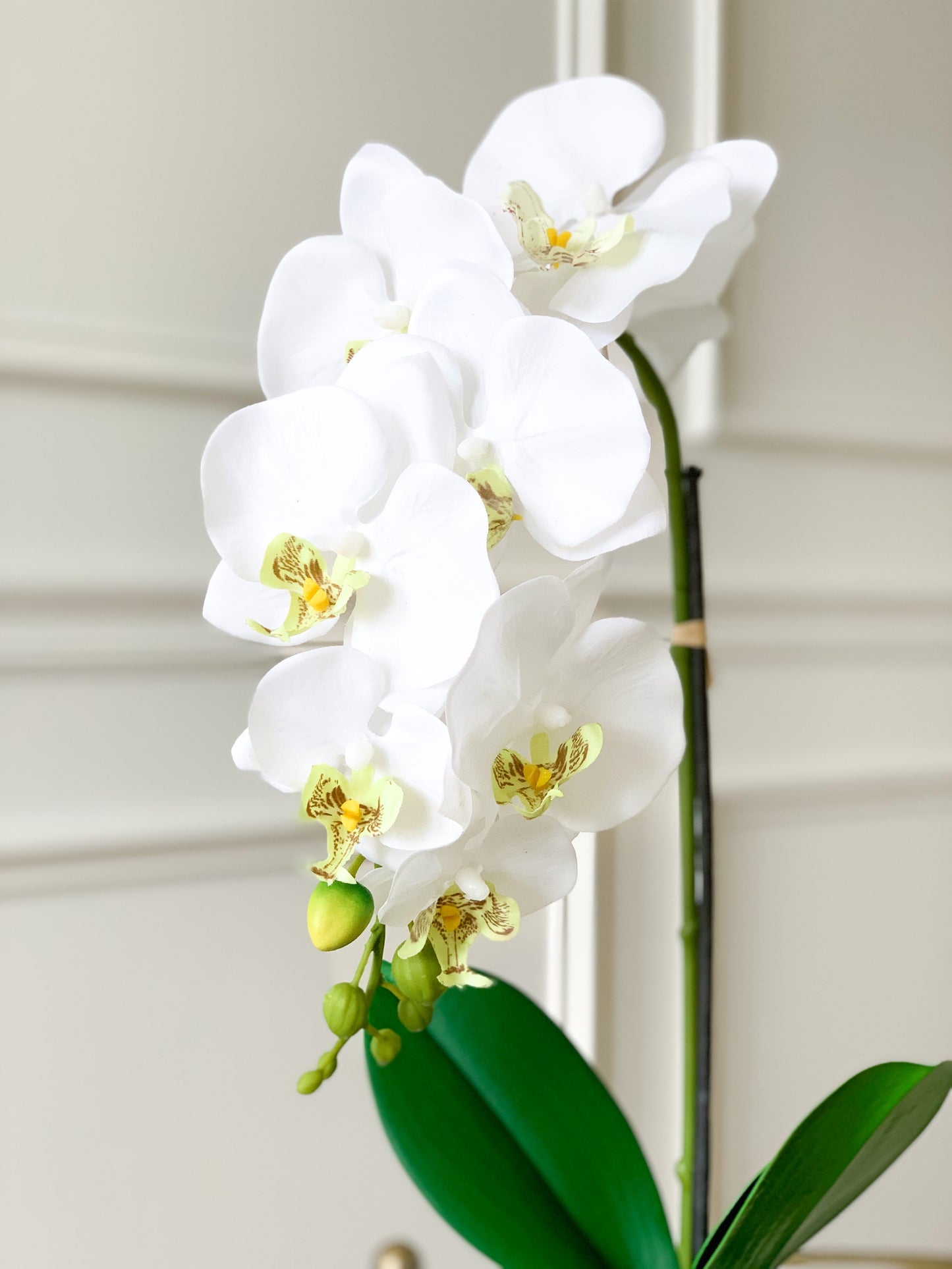 White Orchid in Chinoiserie Vase