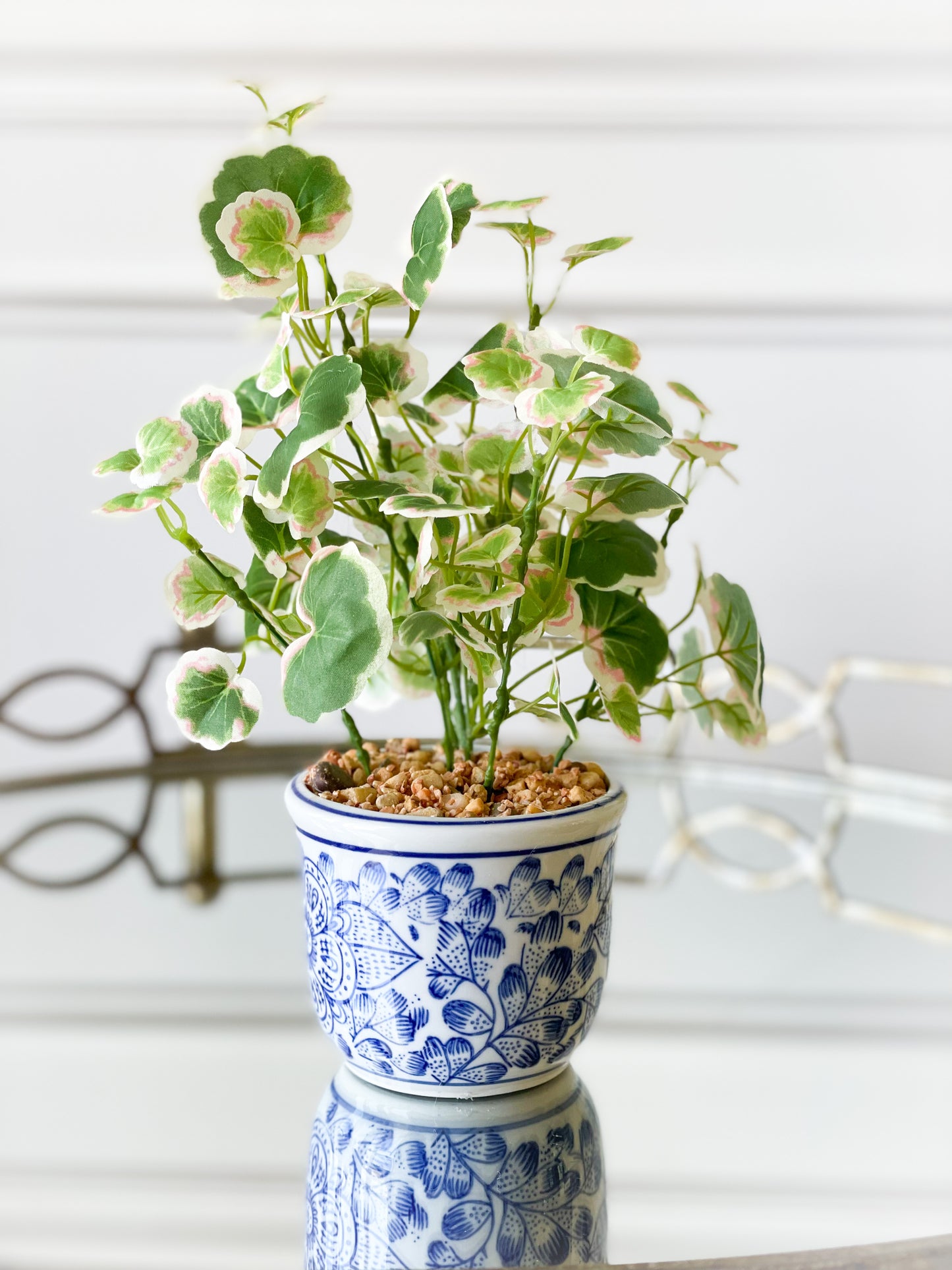 Caladium/Clover House Plant Set