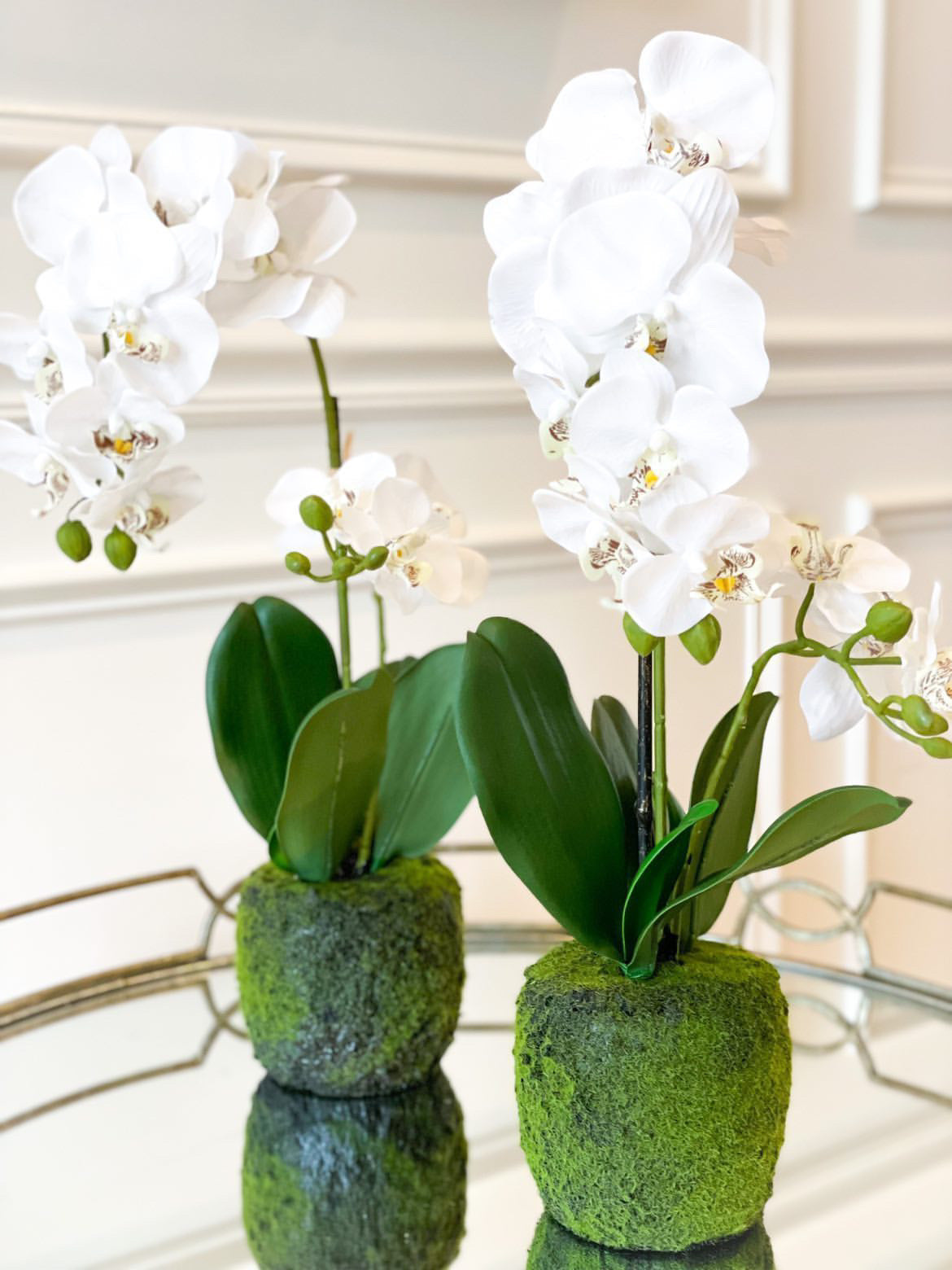 White Orchid with soil moss base