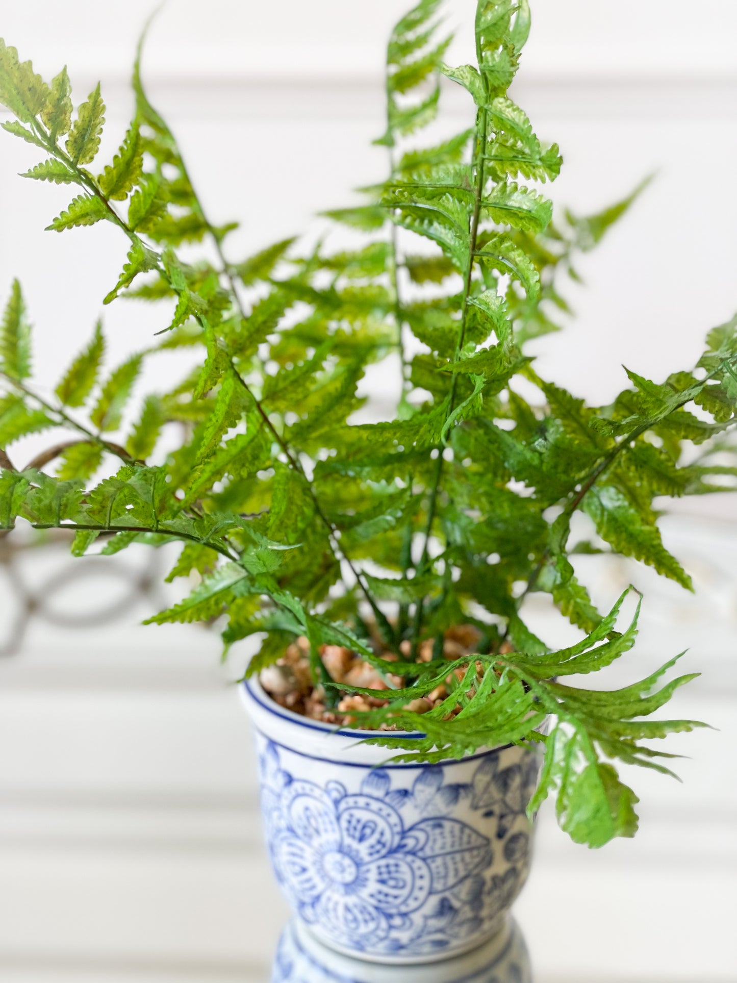 Caladium/Fern House Plant Set