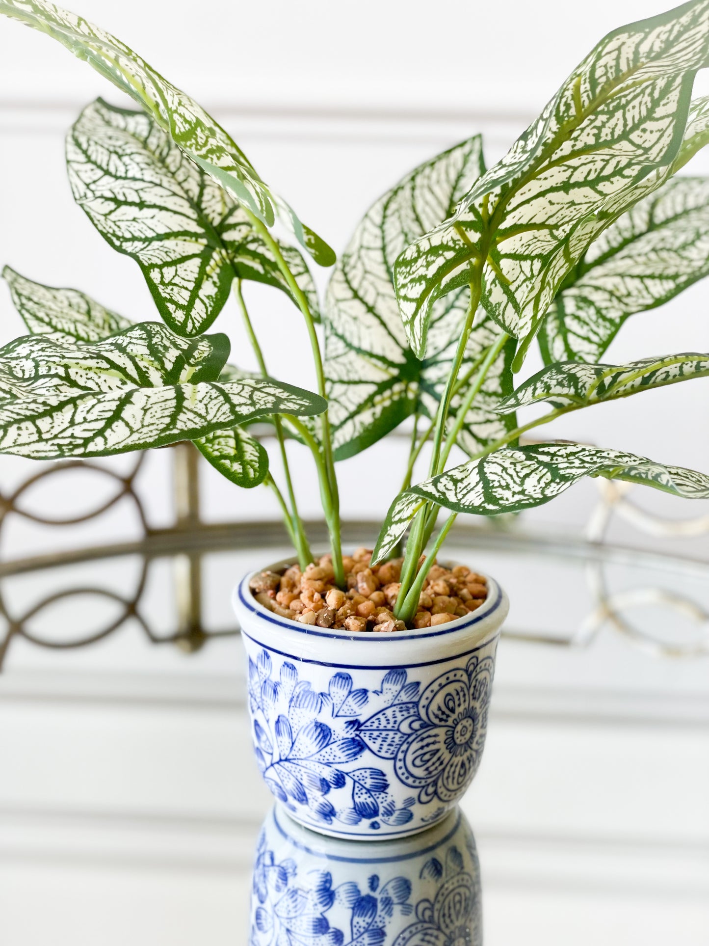 Caladium/Fern House Plant Set