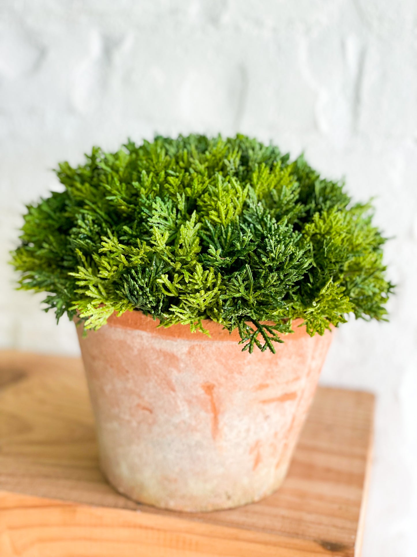 Cypress In Clay Pot