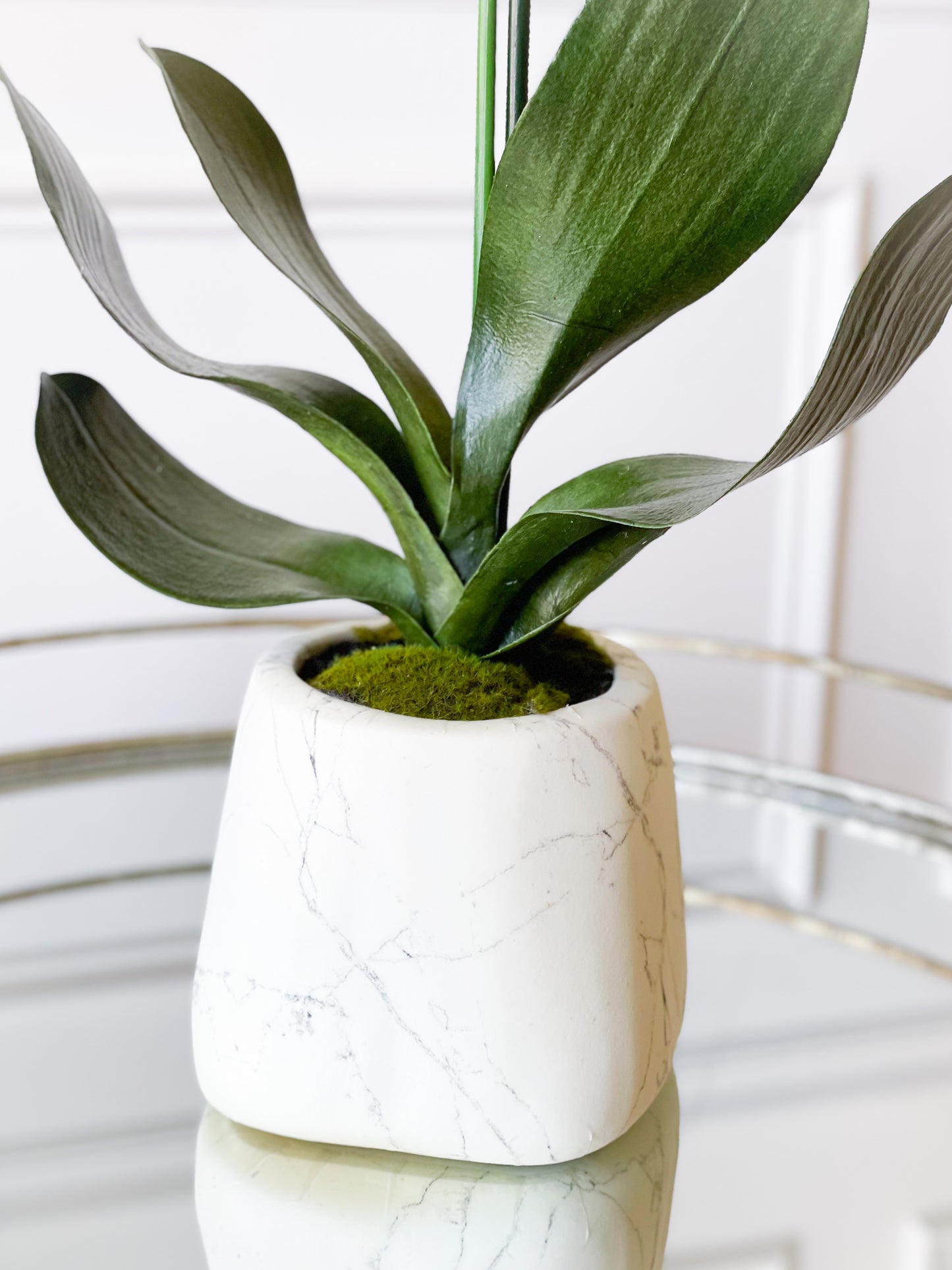 Orchid Plant In Marbleized Planter