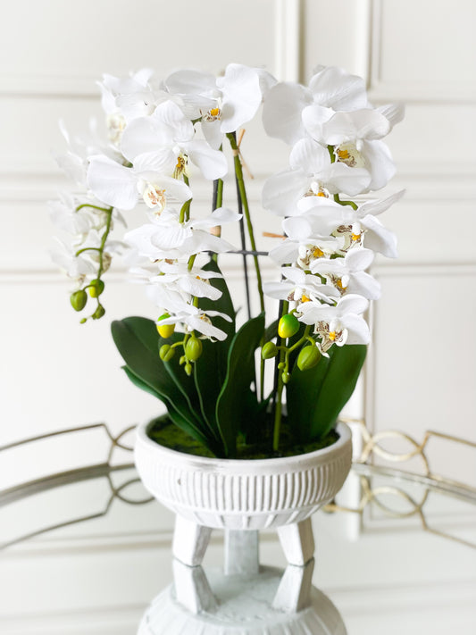 Orchid Plant In Ceramic Pot With Legs