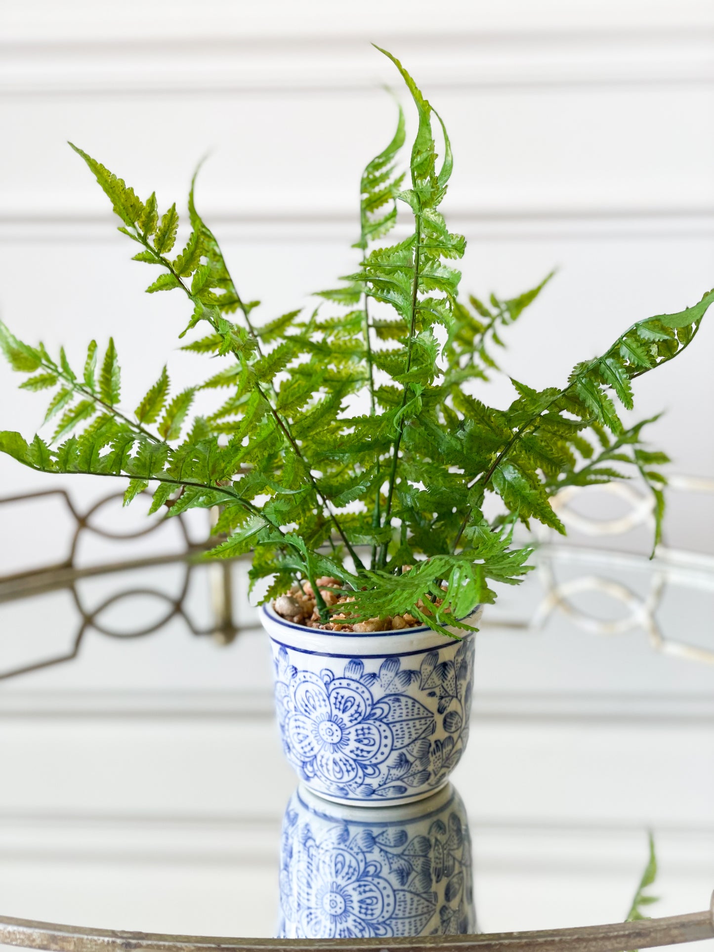 Caladium/Fern House Plant Set