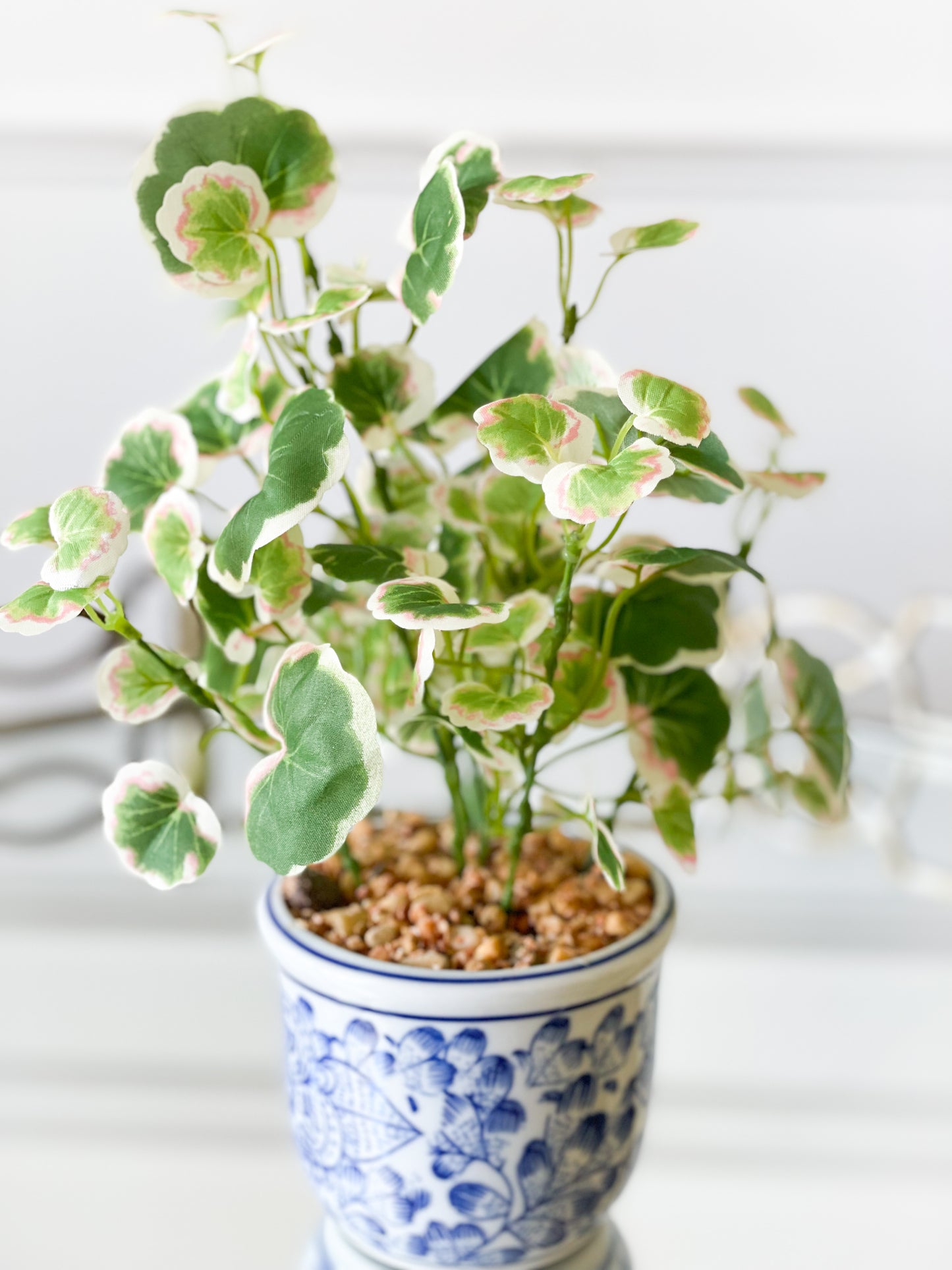 Caladium/Clover House Plant Set