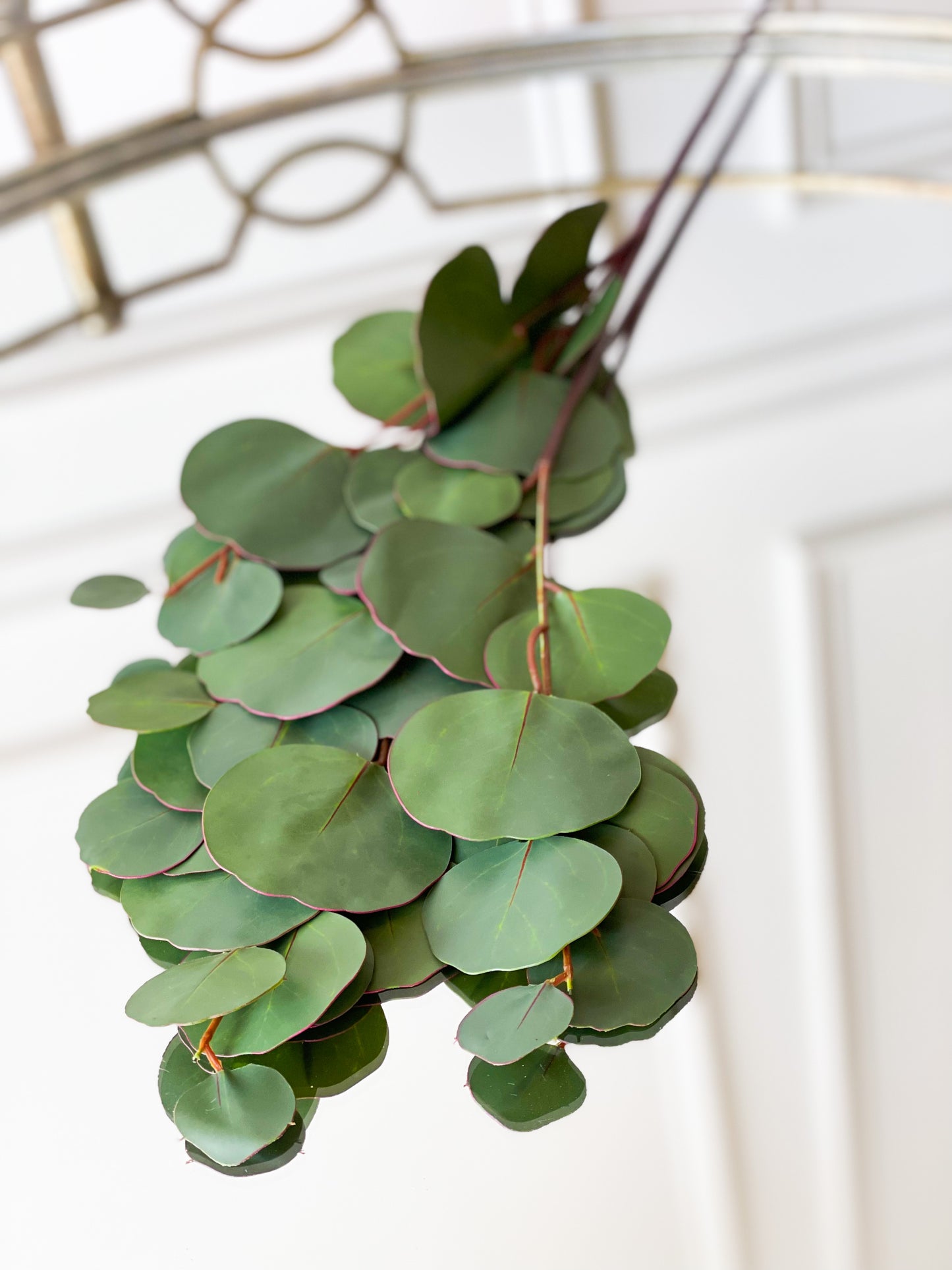 Long Stem Silver Dollar Eucalyptus Bundle