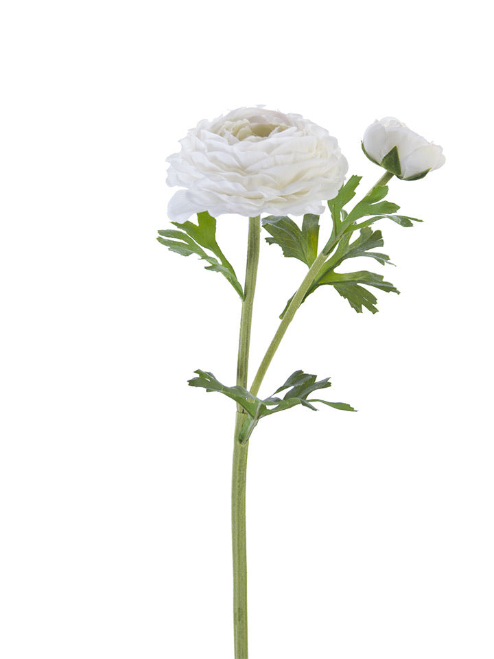 Fresh Touch White Asiatic Ranunculus