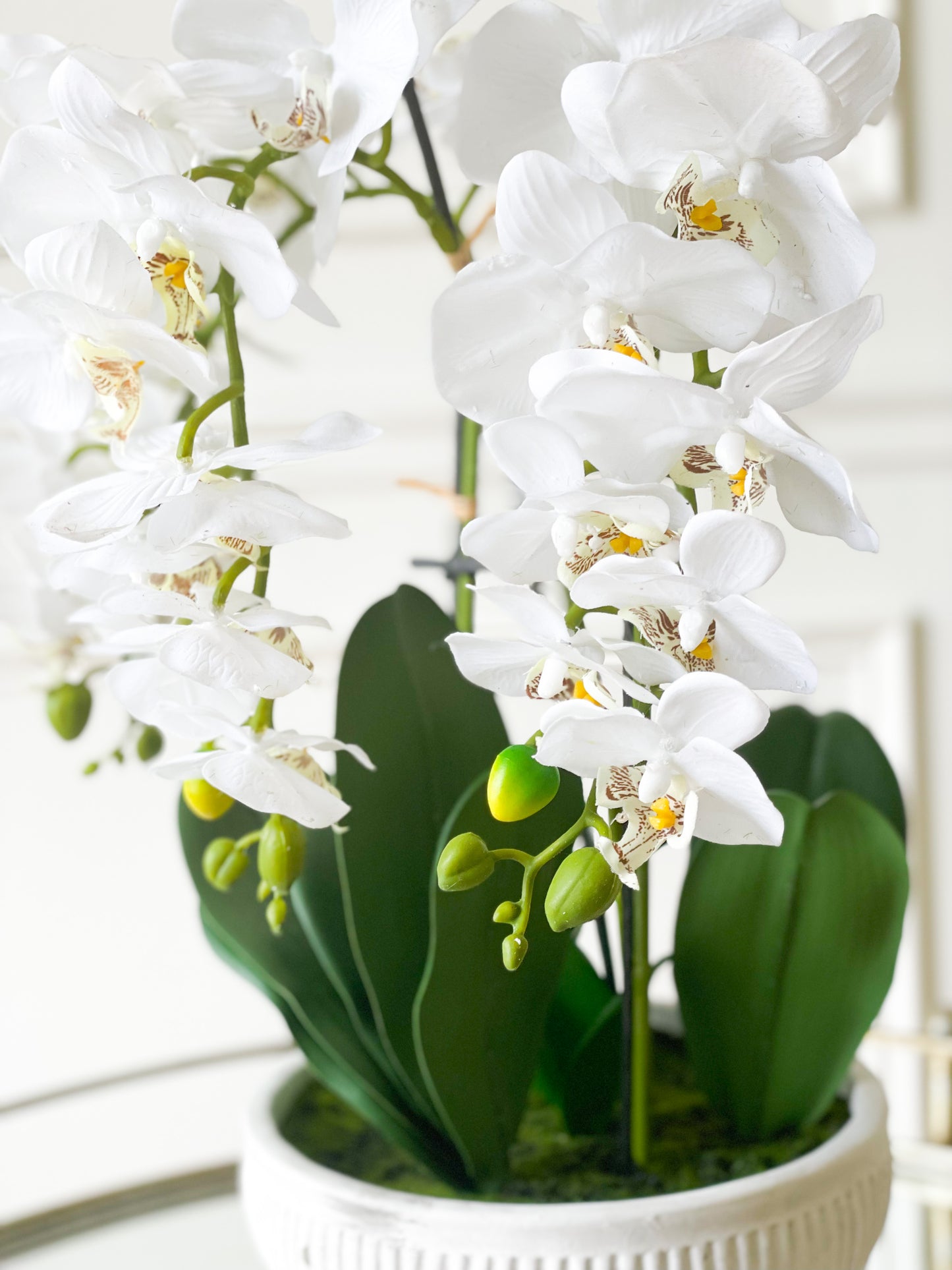 Orchid Plant In Ceramic Pot With Legs