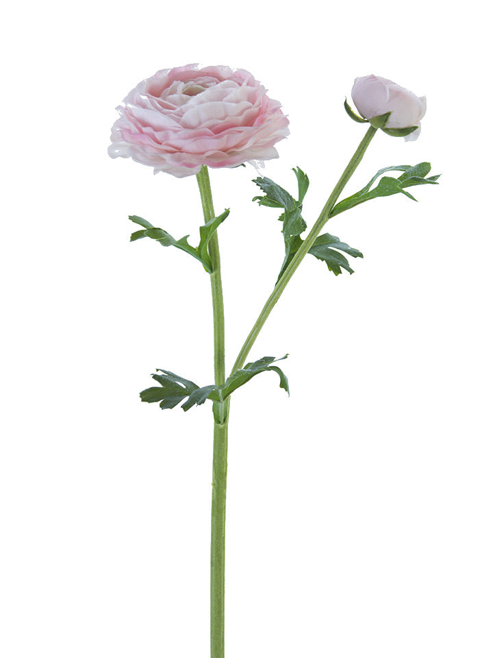 Fresh Touch Light Pink Asiatic Ranunculus