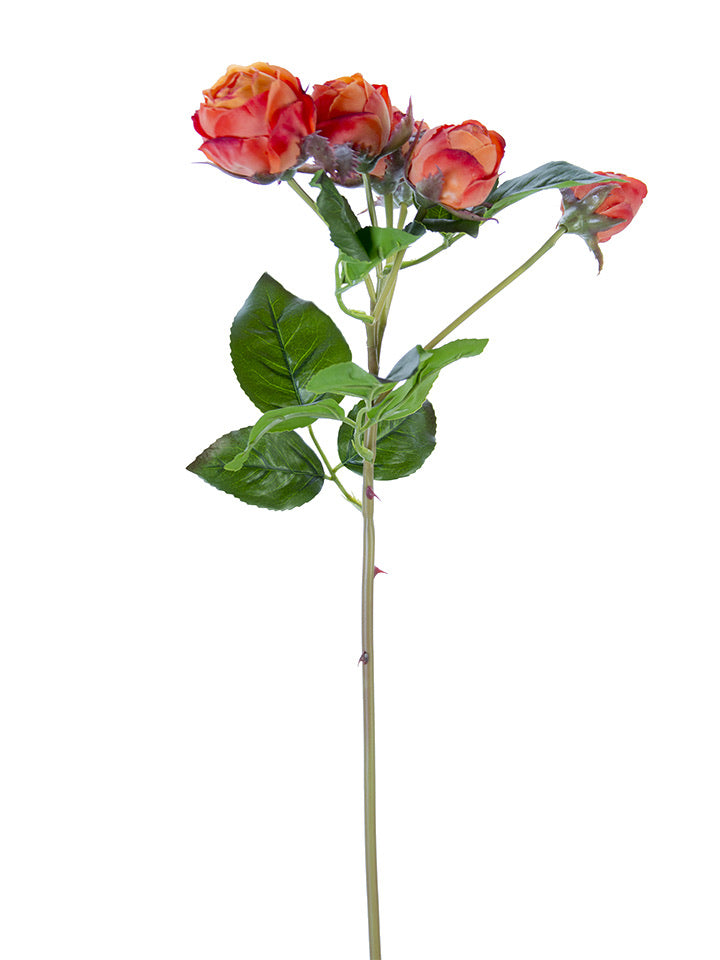 Fresh Touch Orange English Rose Buds
