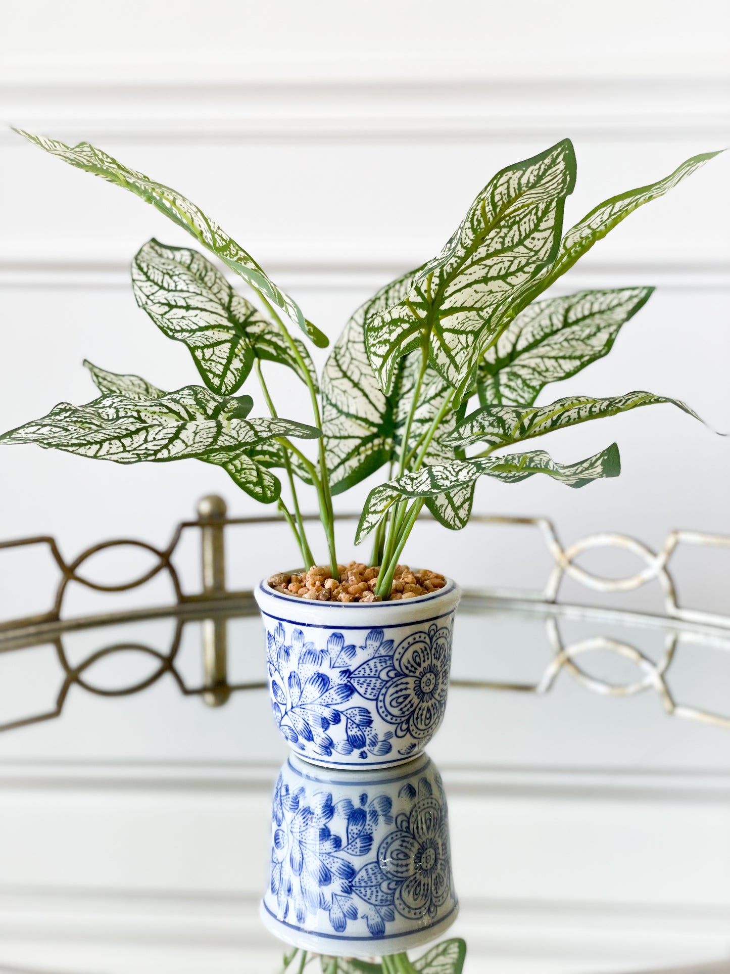 Caladium/Fern House Plant Set