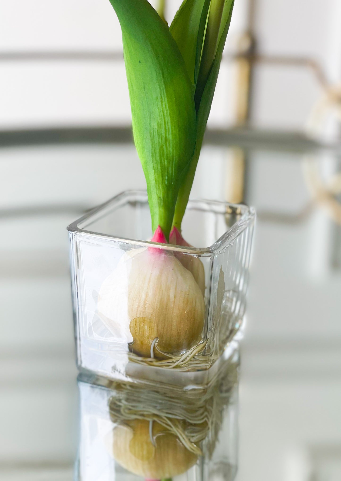 Soft Pink Tulip Bud And Bulb In Vase