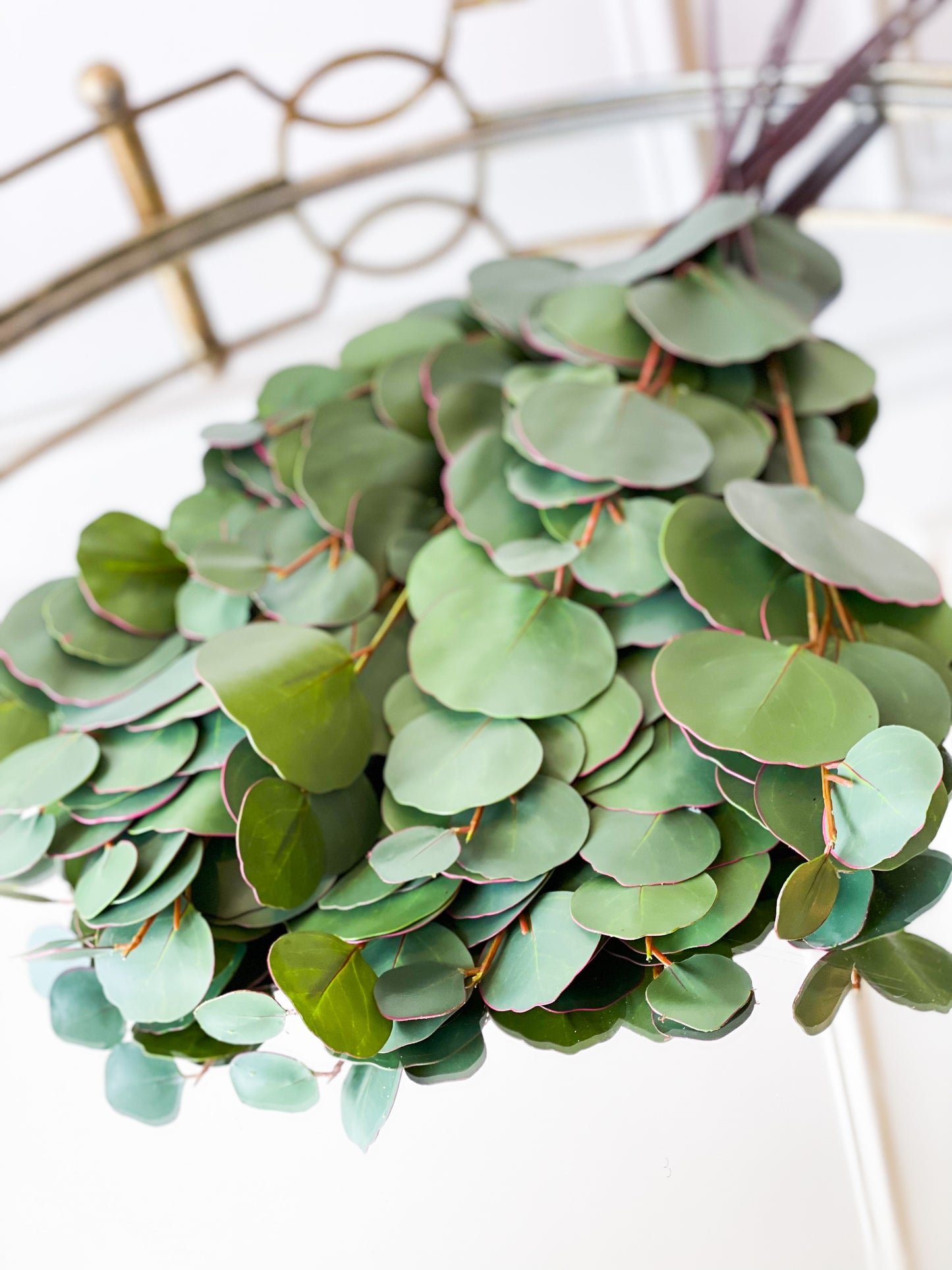Long Stem Silver Dollar Eucalyptus Bundle