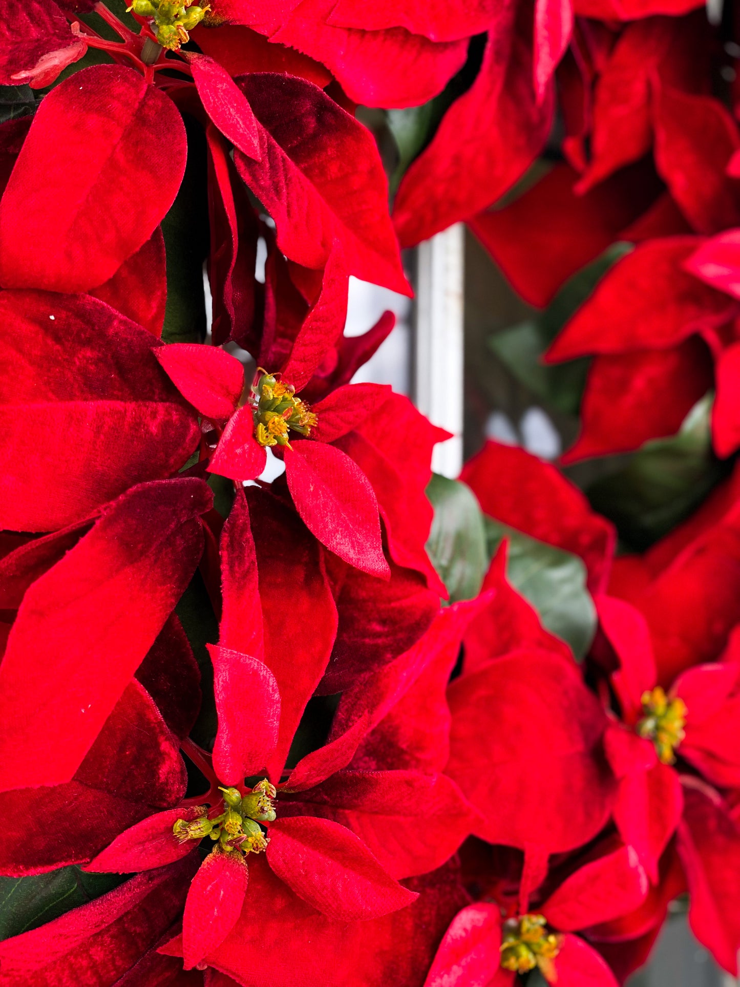 Red Velvet Poinsettia Wreath