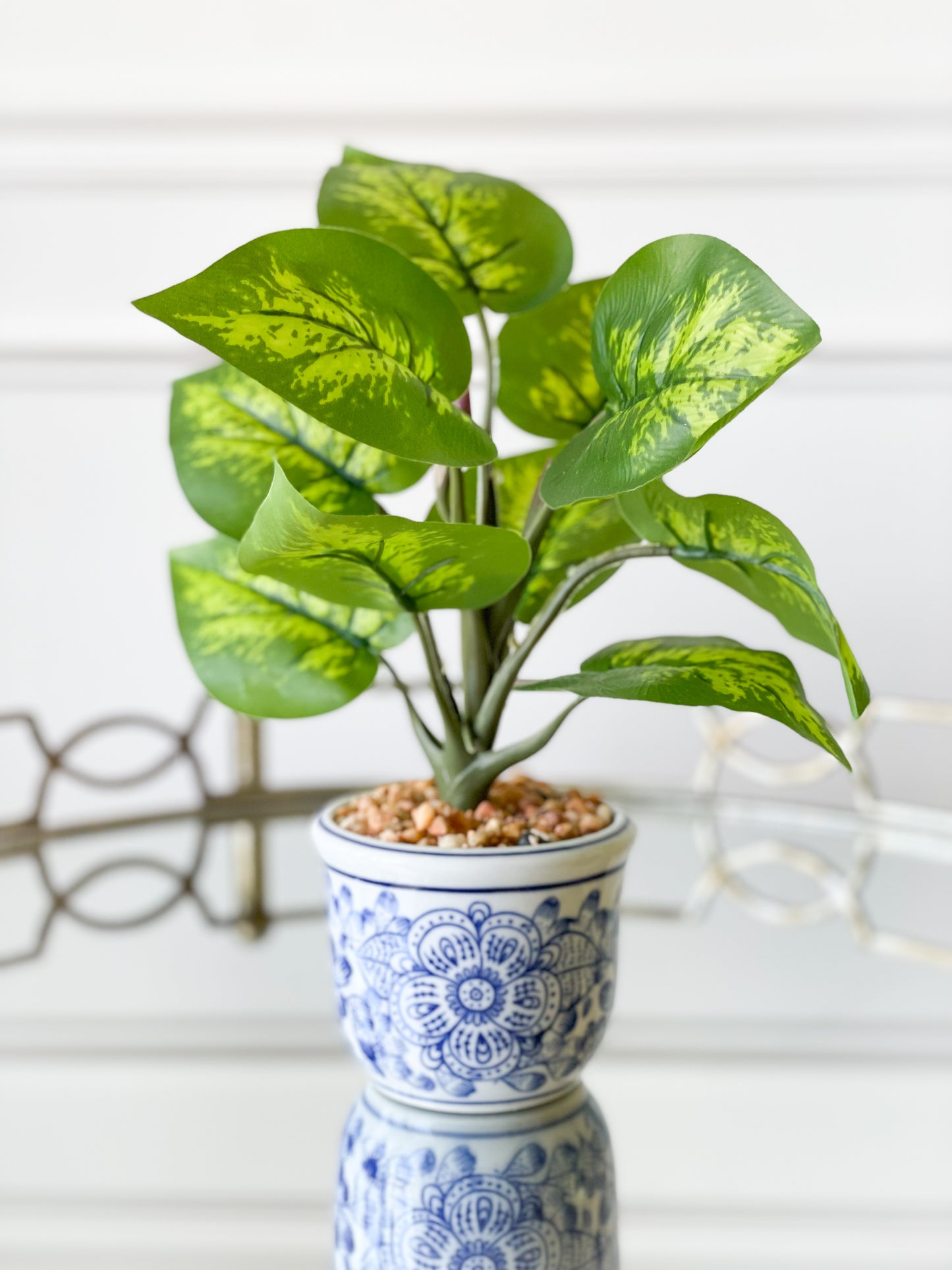 Caladium/Clover House Plant Set