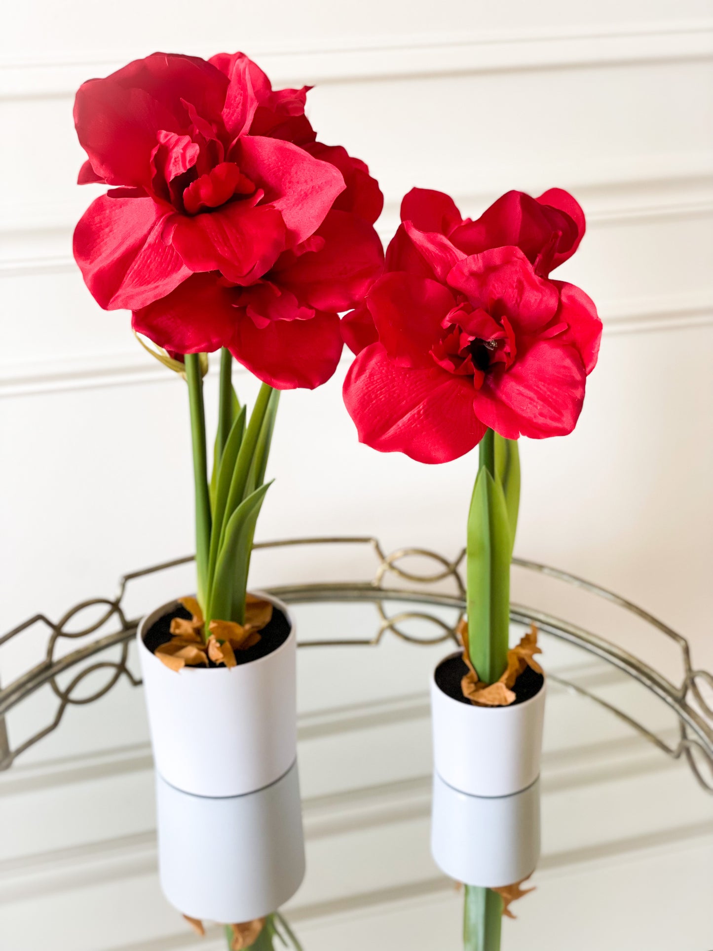 Single Potted Amaryllis