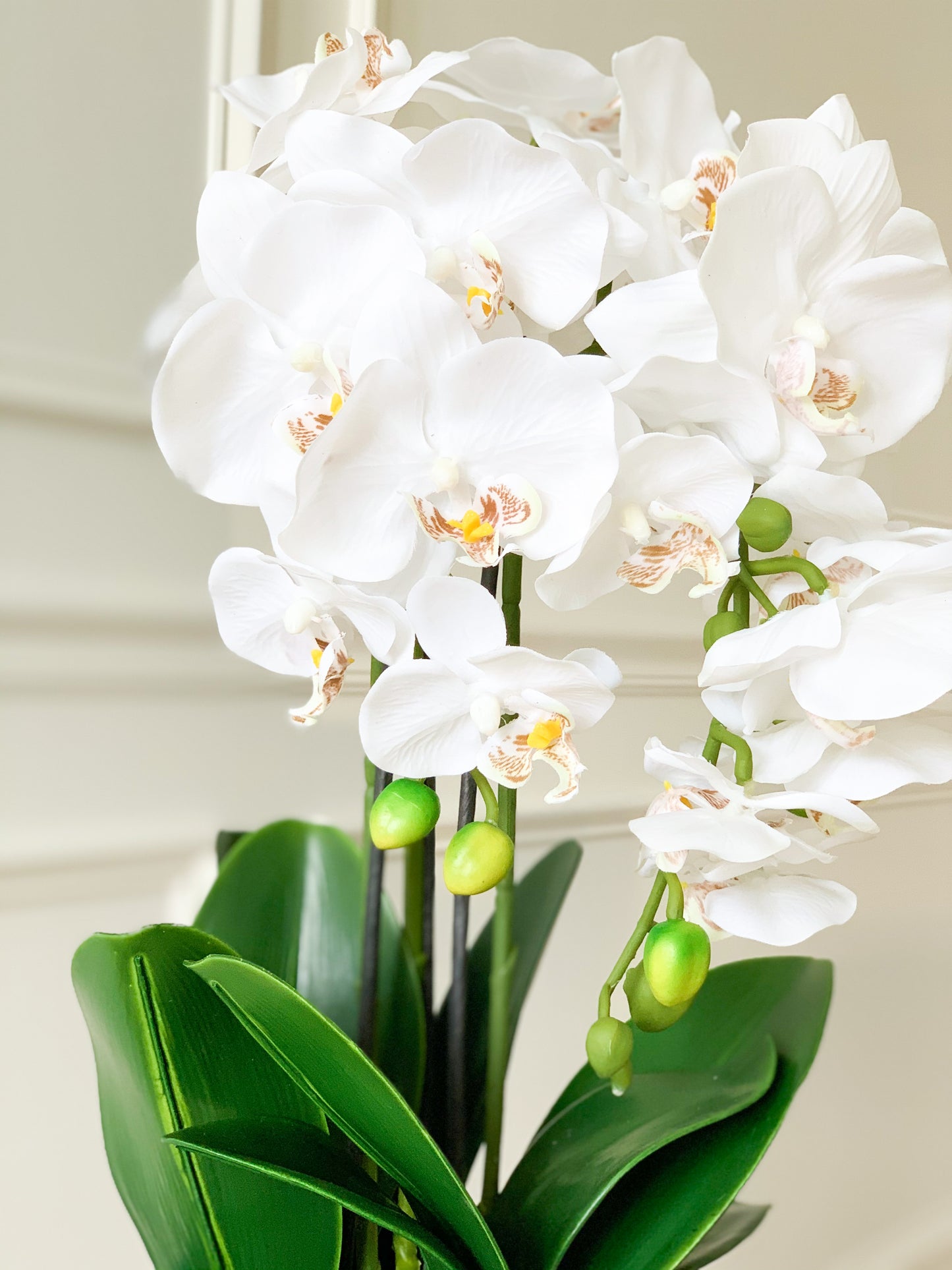 White Orchid Bundle in Chinoiserie Pot