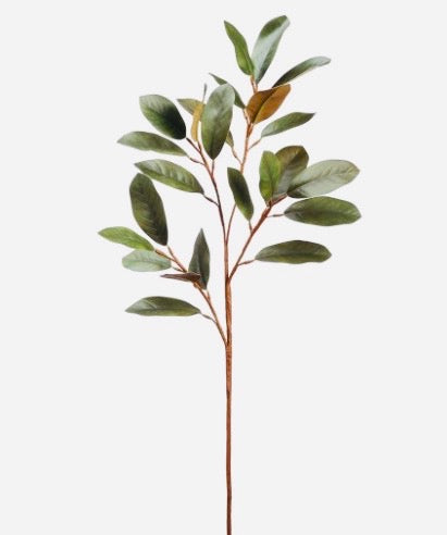 Magnolia picks