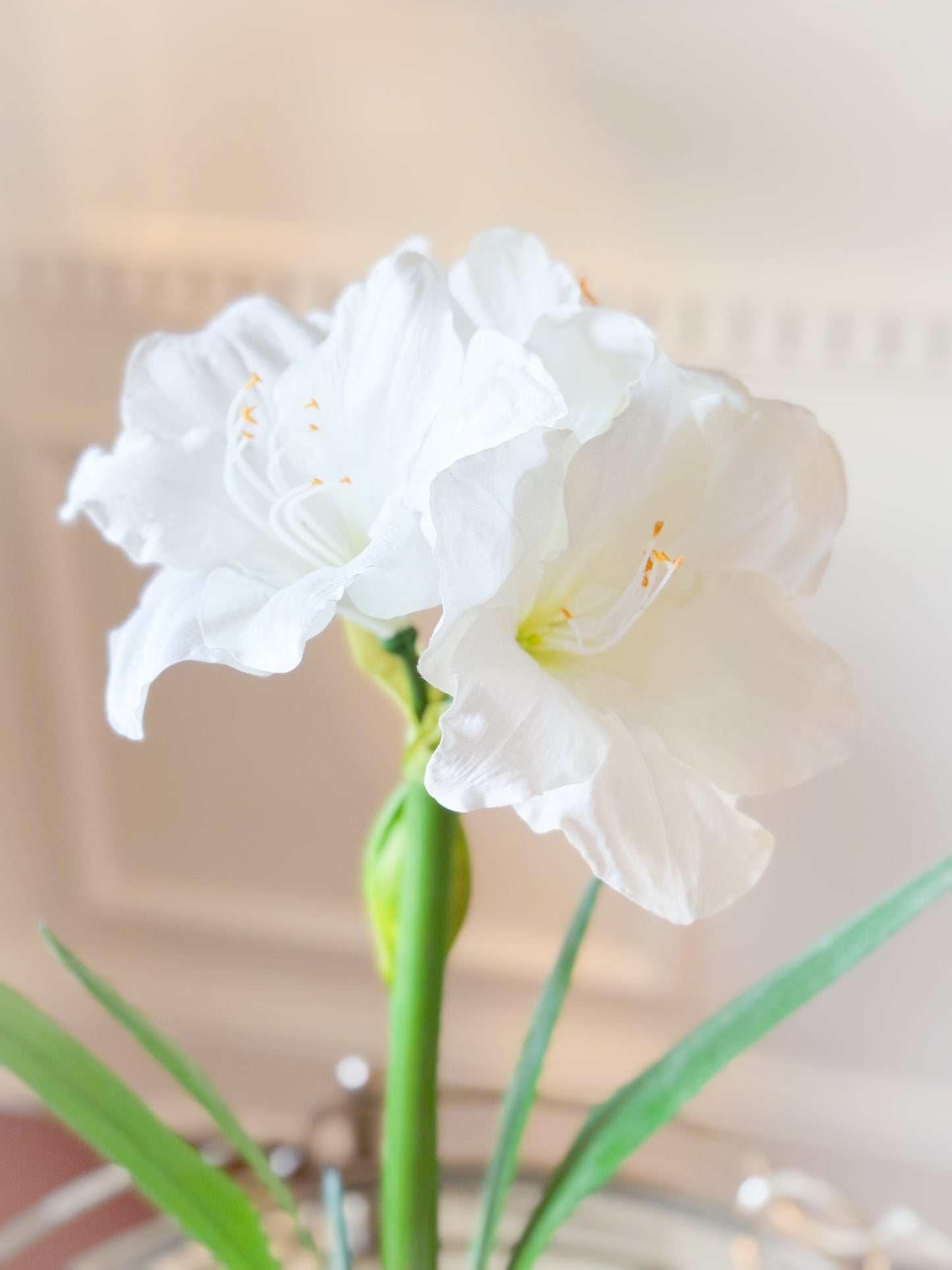 Amaryllis In Green And White Ceramic Planter