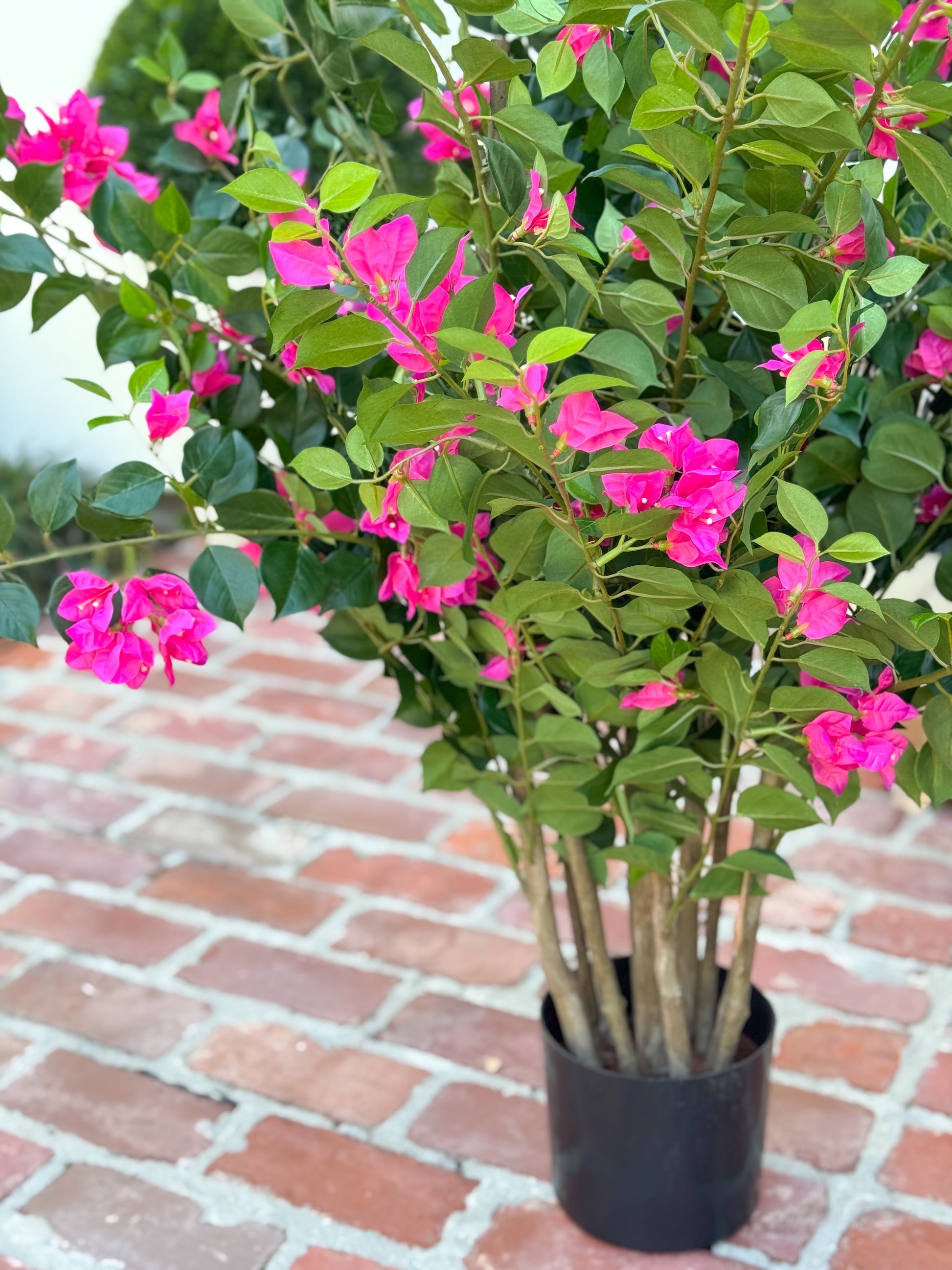 bougainvillea potted plants 39" Bougainvillea Plant in Pot