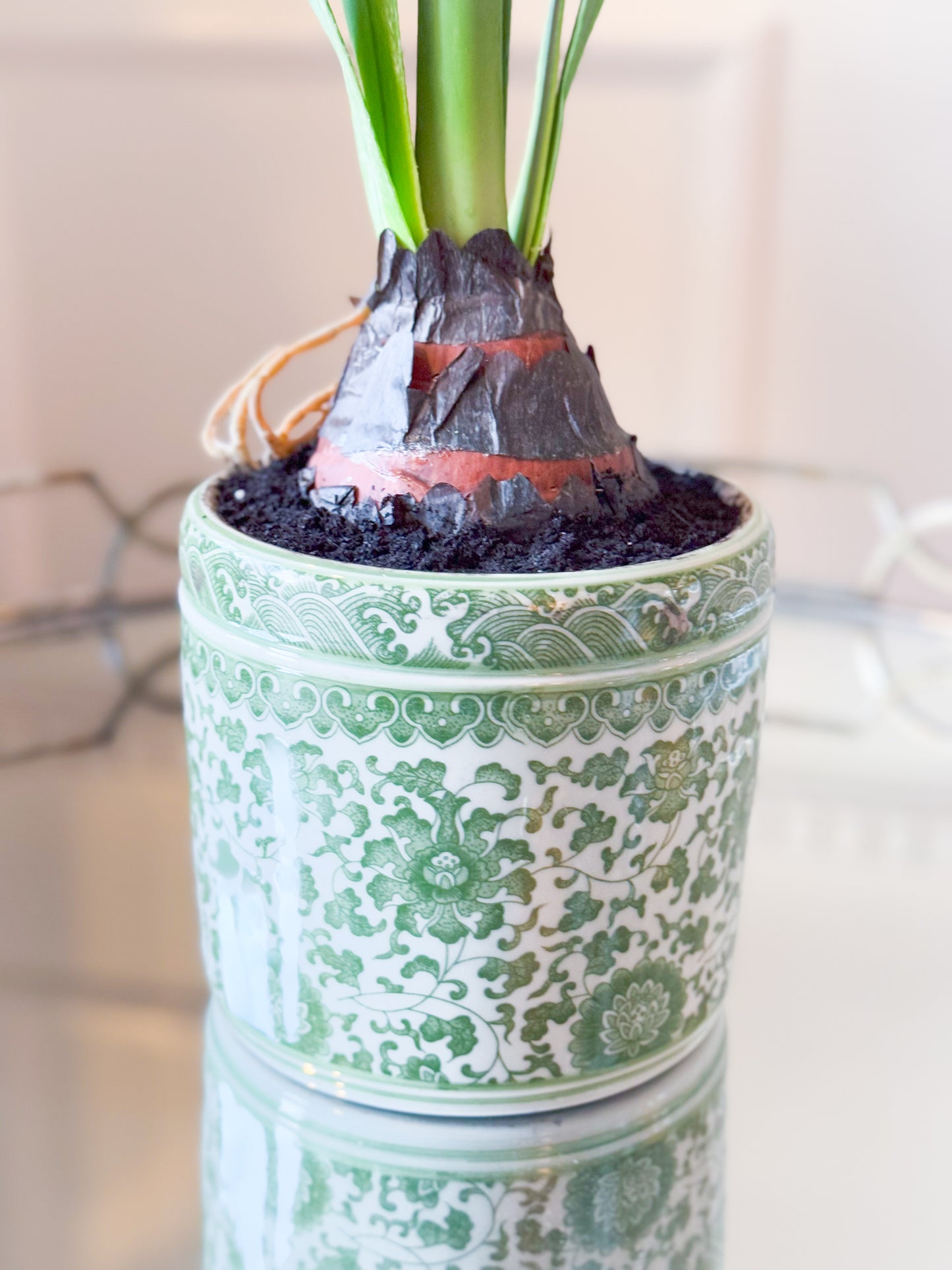 Amaryllis In Green And White Ceramic Planter