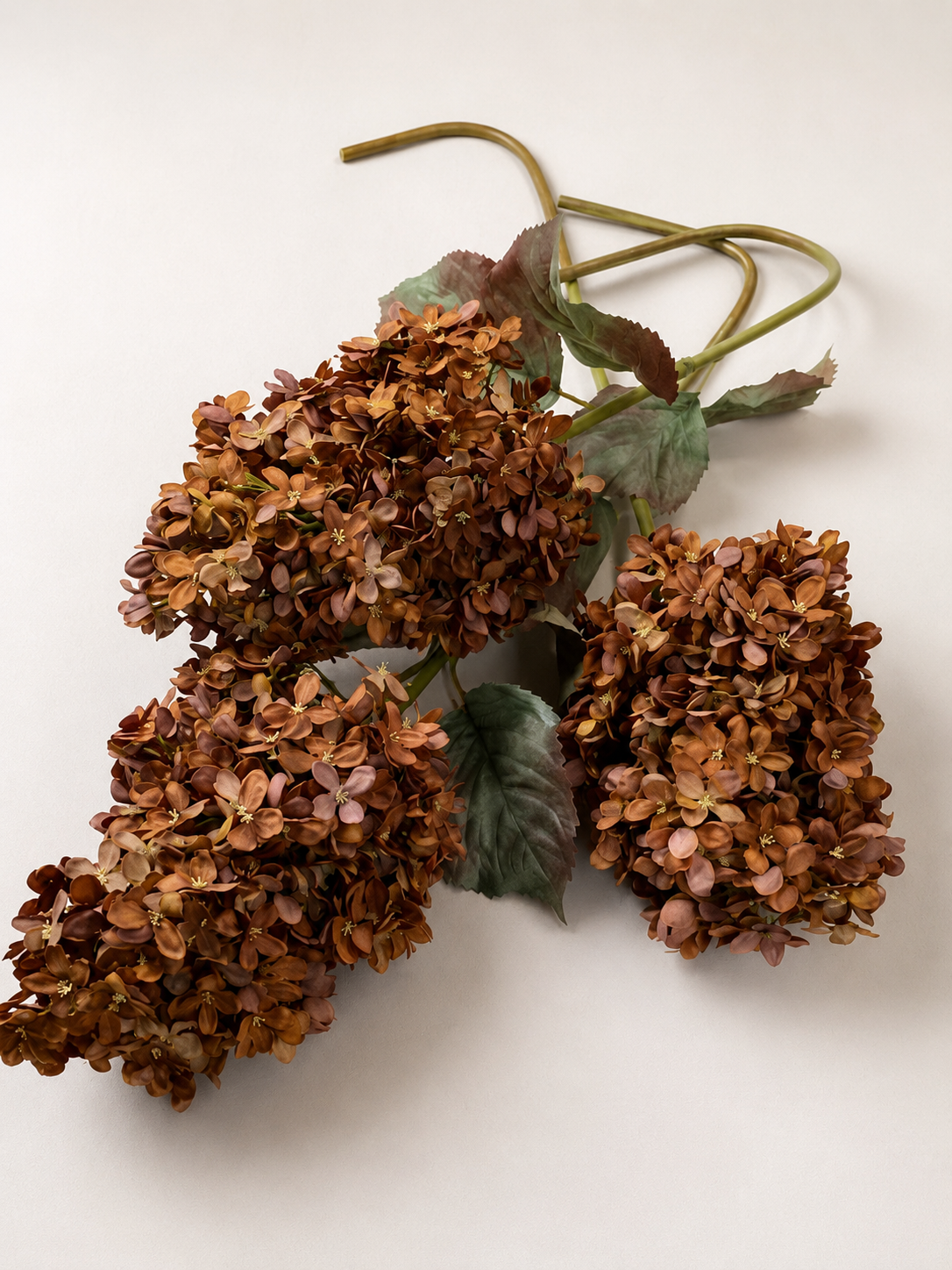 Pegee Hydrangea