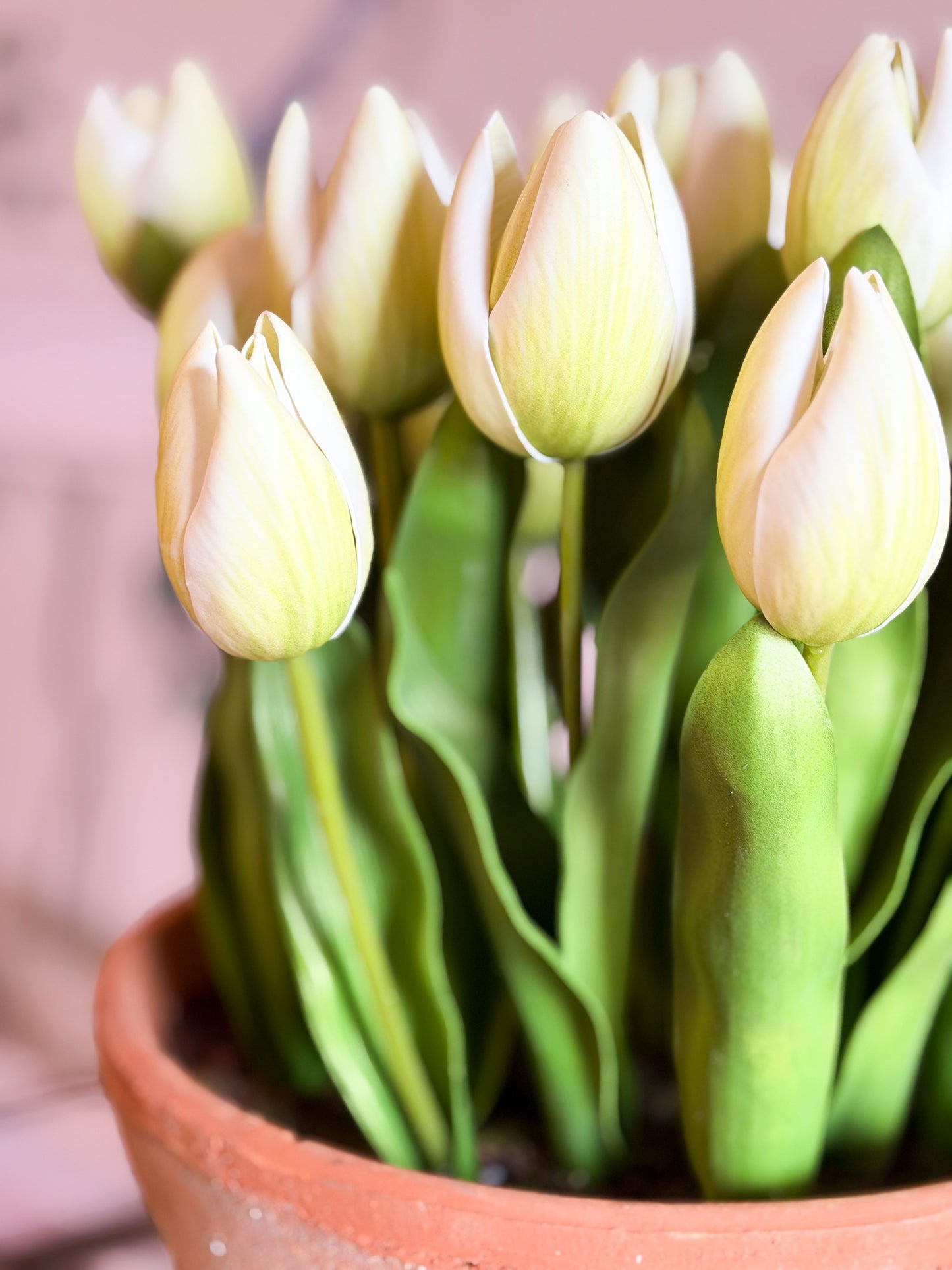 Blanc Box Cream Dutch Tulip Pot