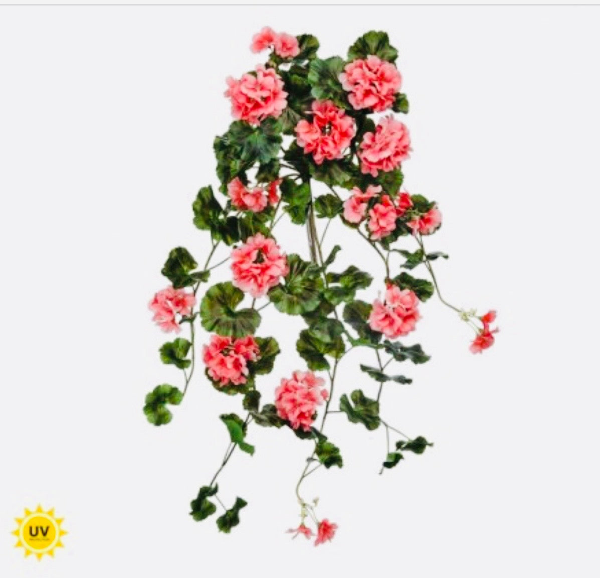 36" UV NAT.TCH SUMMER HANGING
GERANIUM PLANT