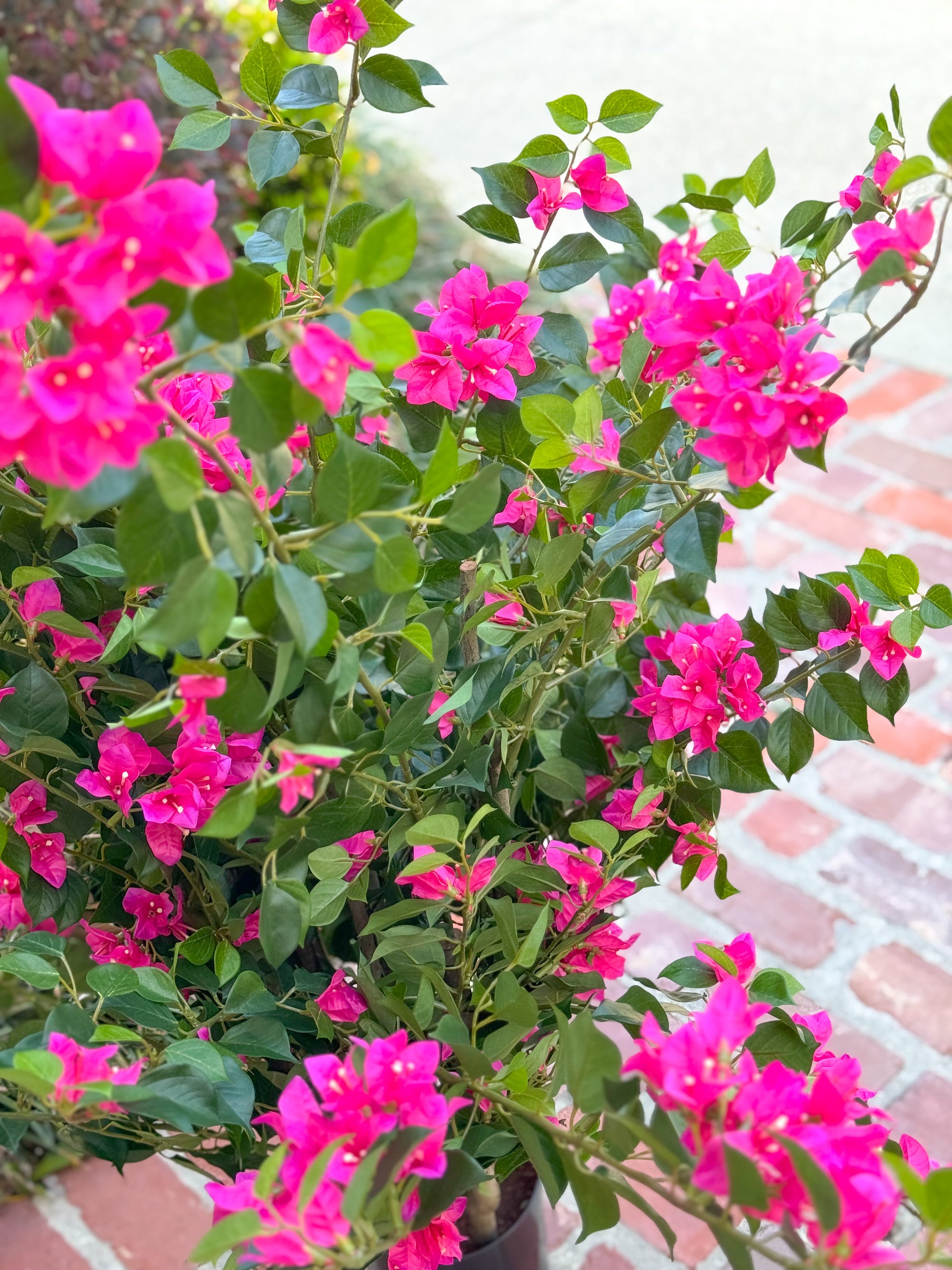 bugambilia plant in pot 39" Bougainvillea Plant in Pot – Blanc Box