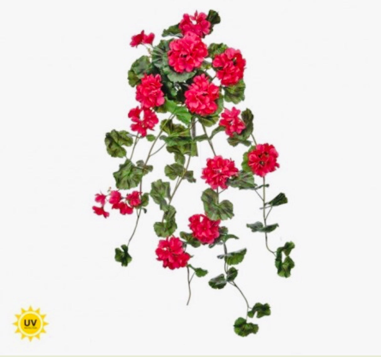 36" UV NAT.TCH SUMMER HANGING
GERANIUM PLANT